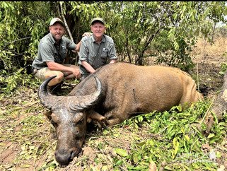 Western Buffalo Hunt Cameroon