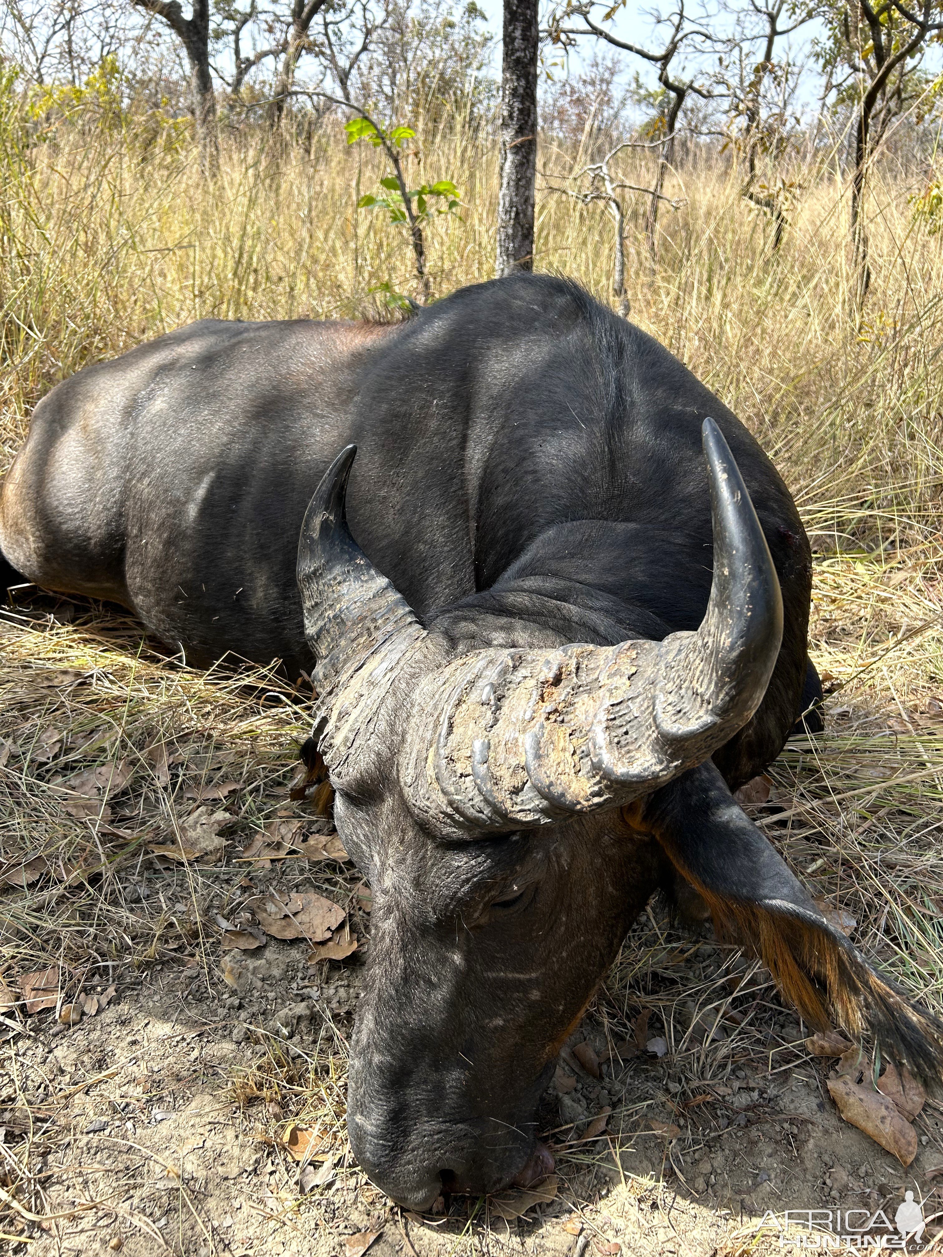 Western Buffalo Hunt Cameroon