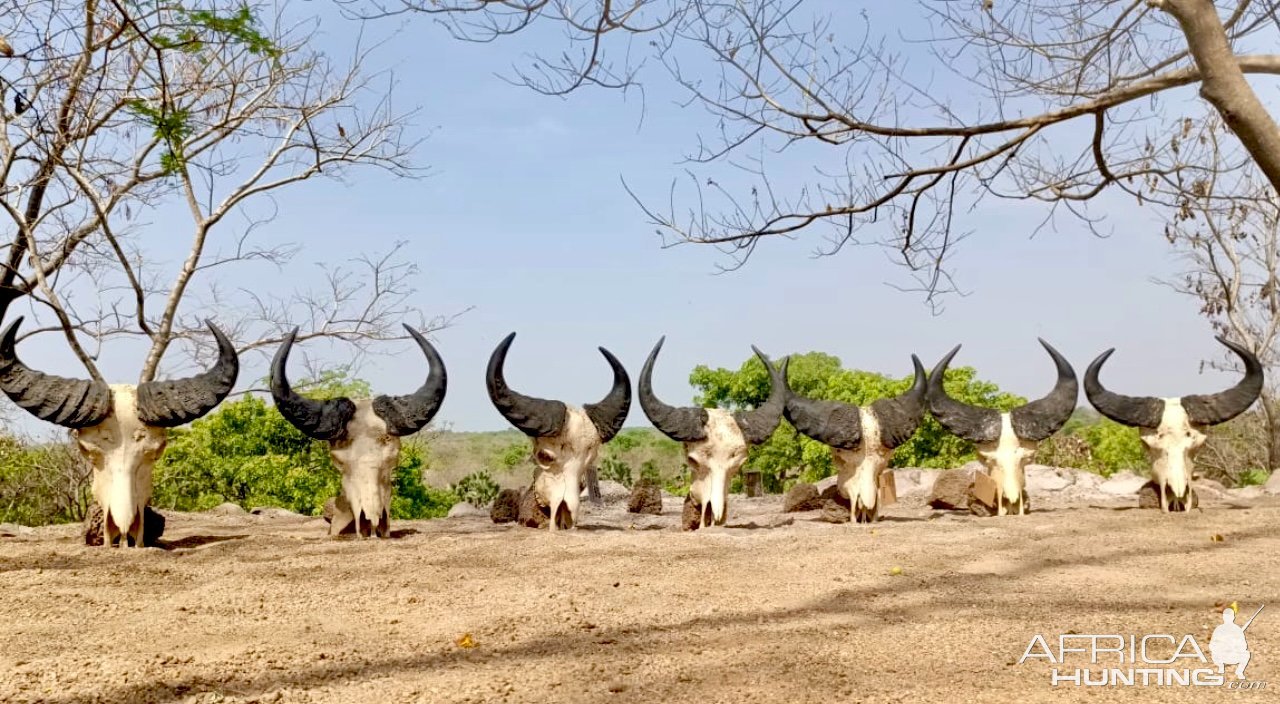 Western Buffalo Hunt Cameroon