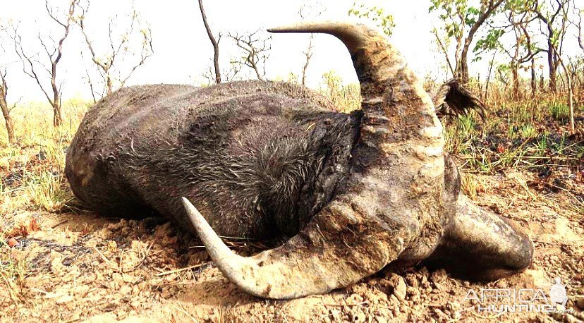 Western Buffalo Hunt Cameroon