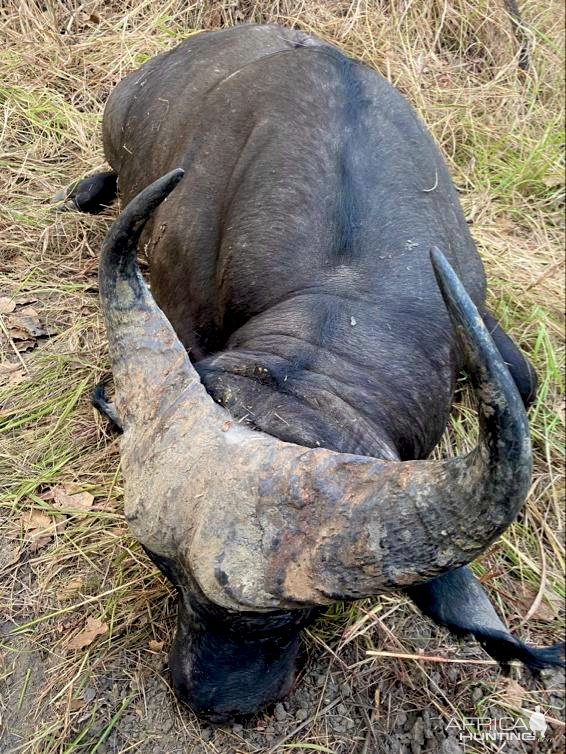 Western Buffalo Hunting Cameroon