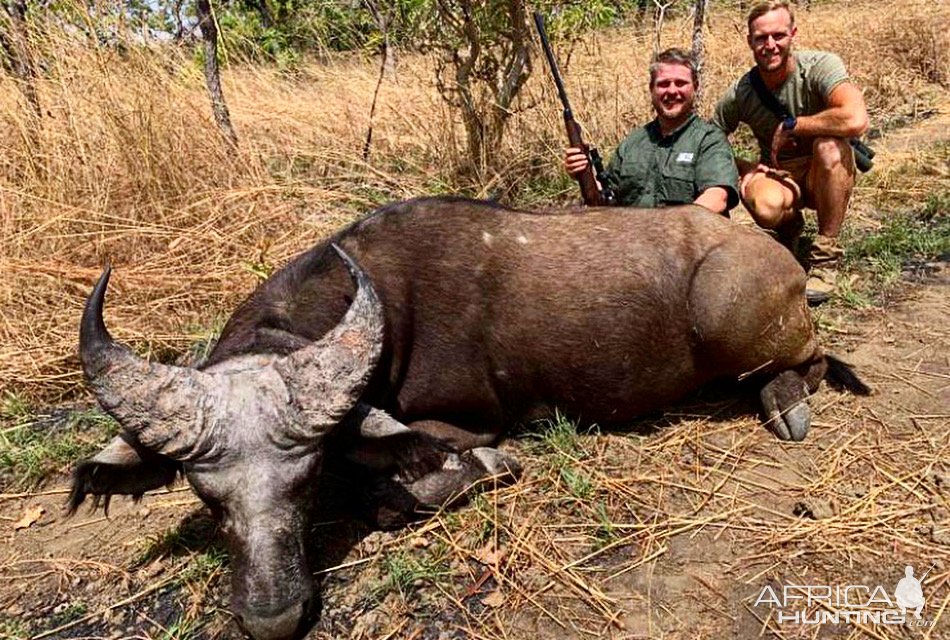 Western Buffalo Hunting Cameroon