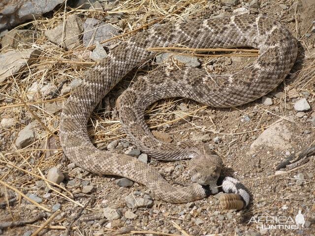 Western Diamondback Rattlesnake