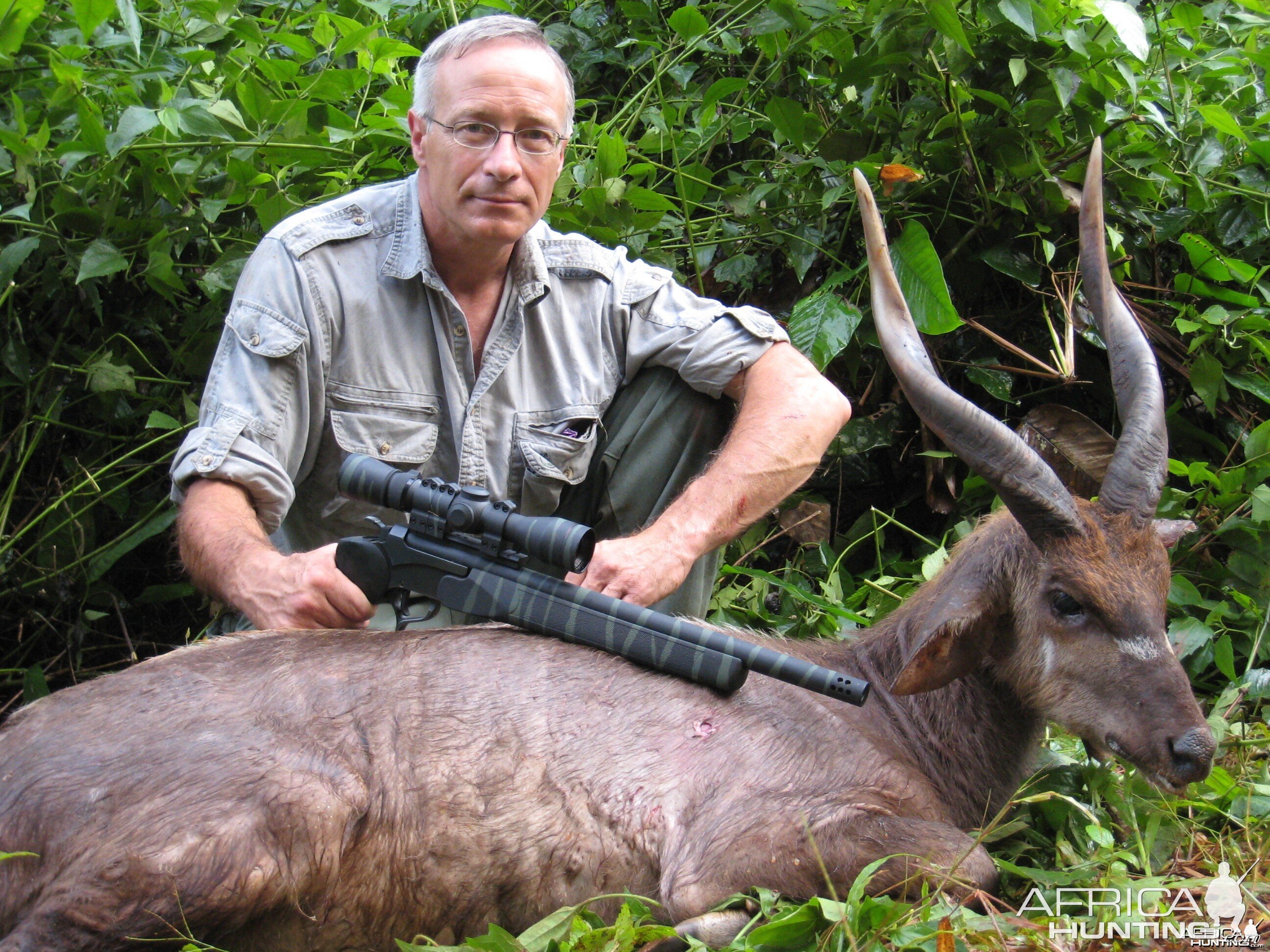 Western Forest Sitatunga hunted in Cameroon