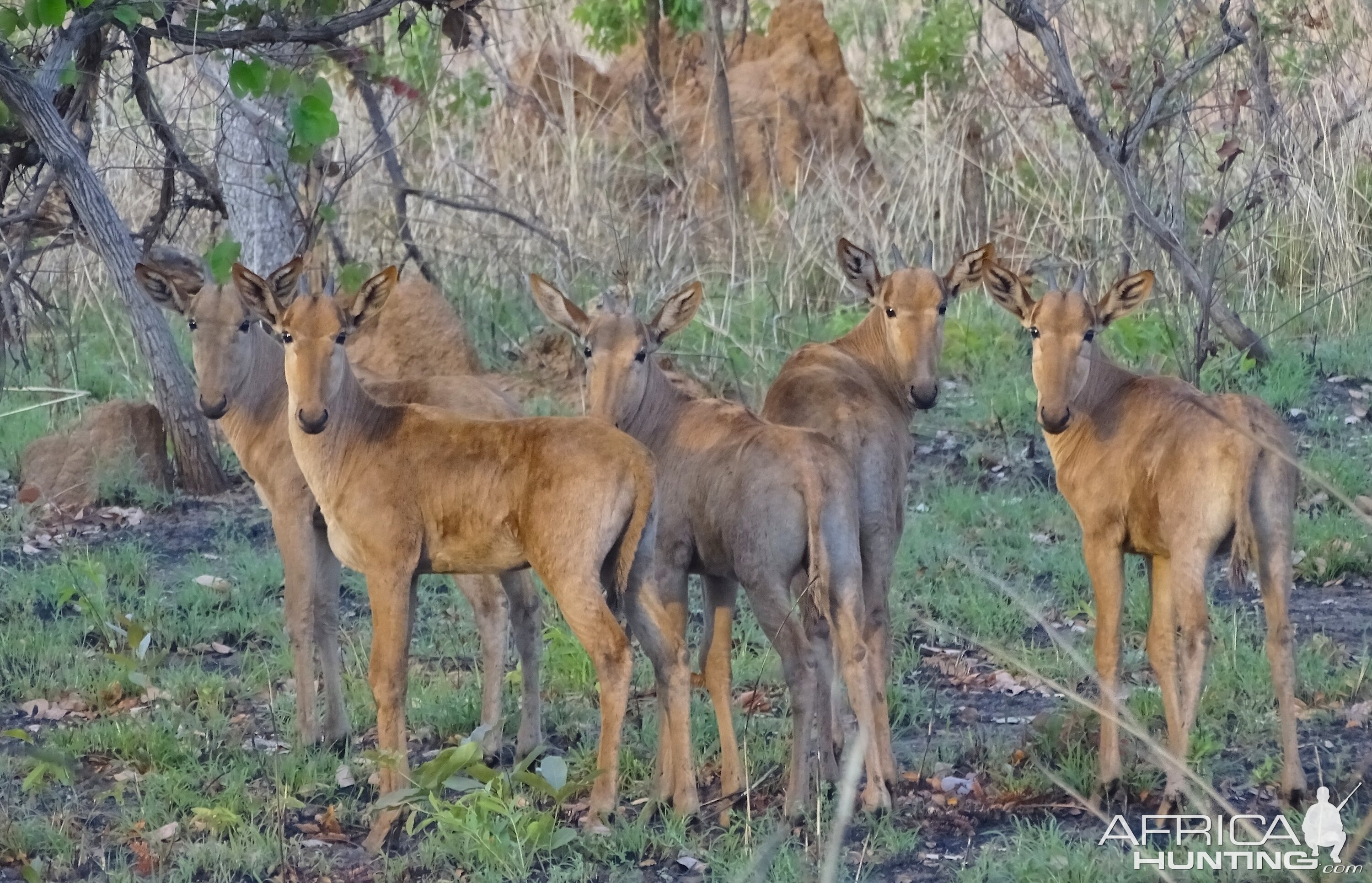 Western Hartebeest Benin