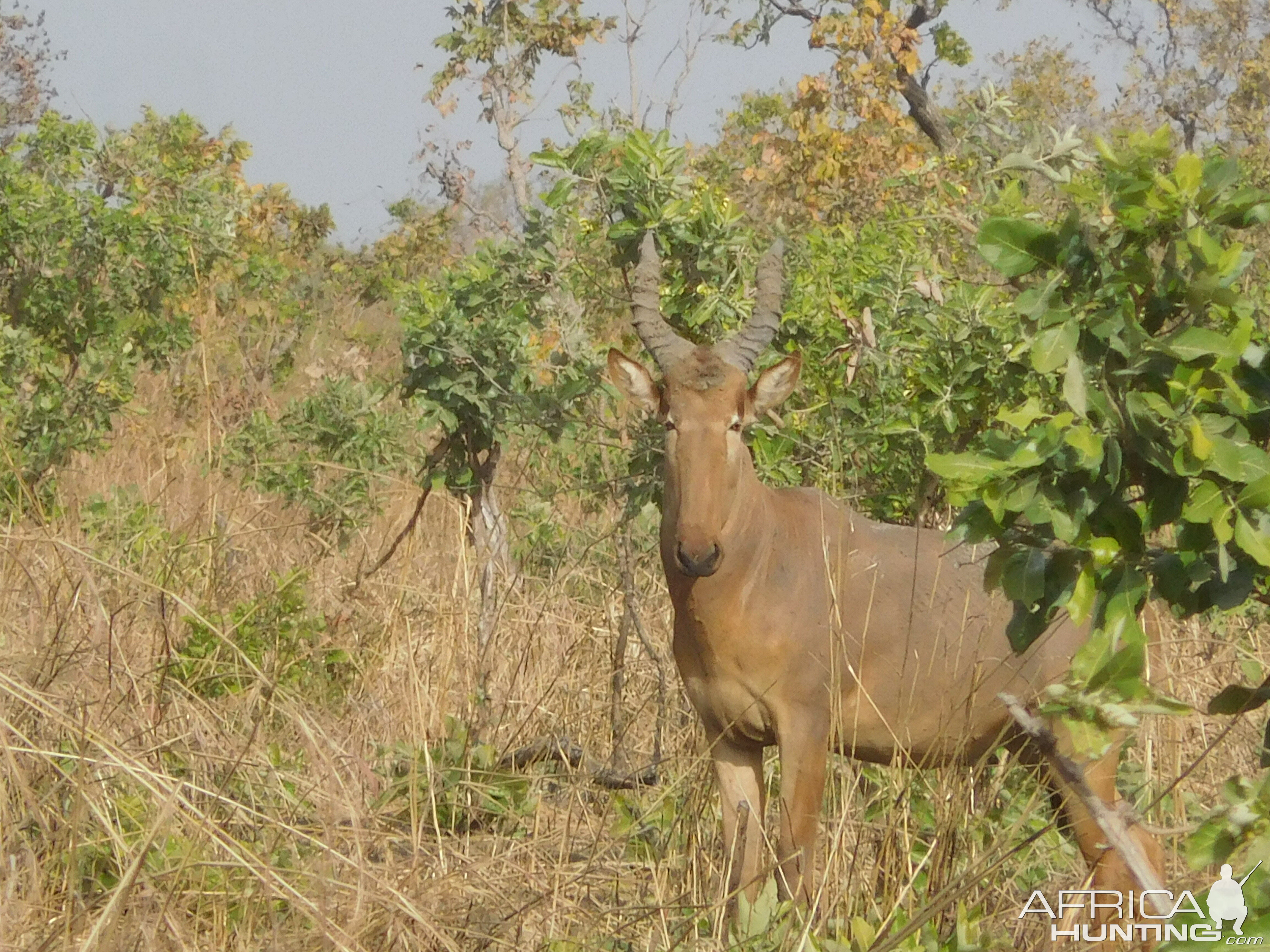 Western Hartebeest Burkina fFso