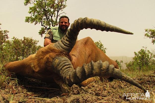 Western Hartebeest Hunting Cameroon