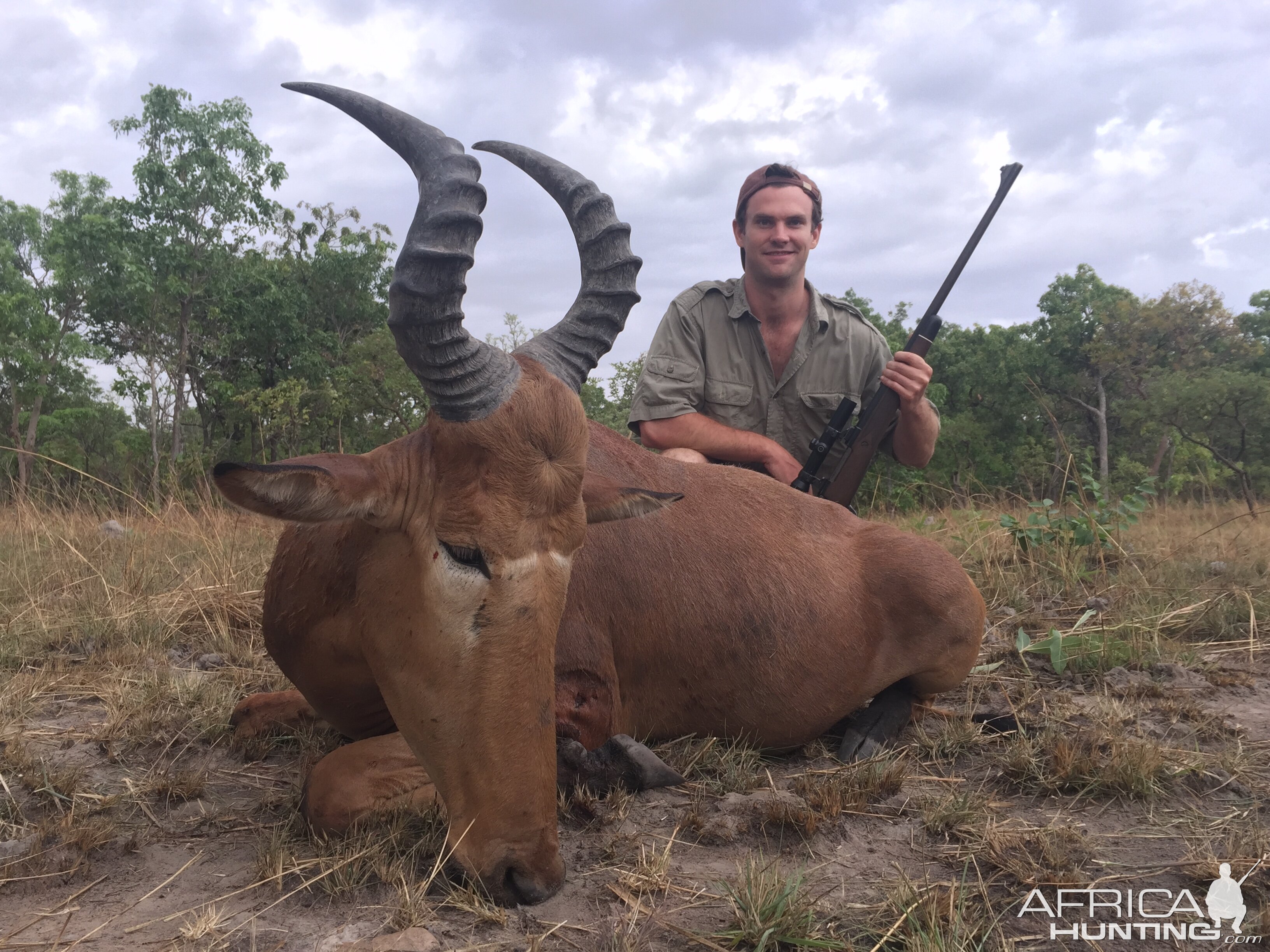 Western Hartebeest