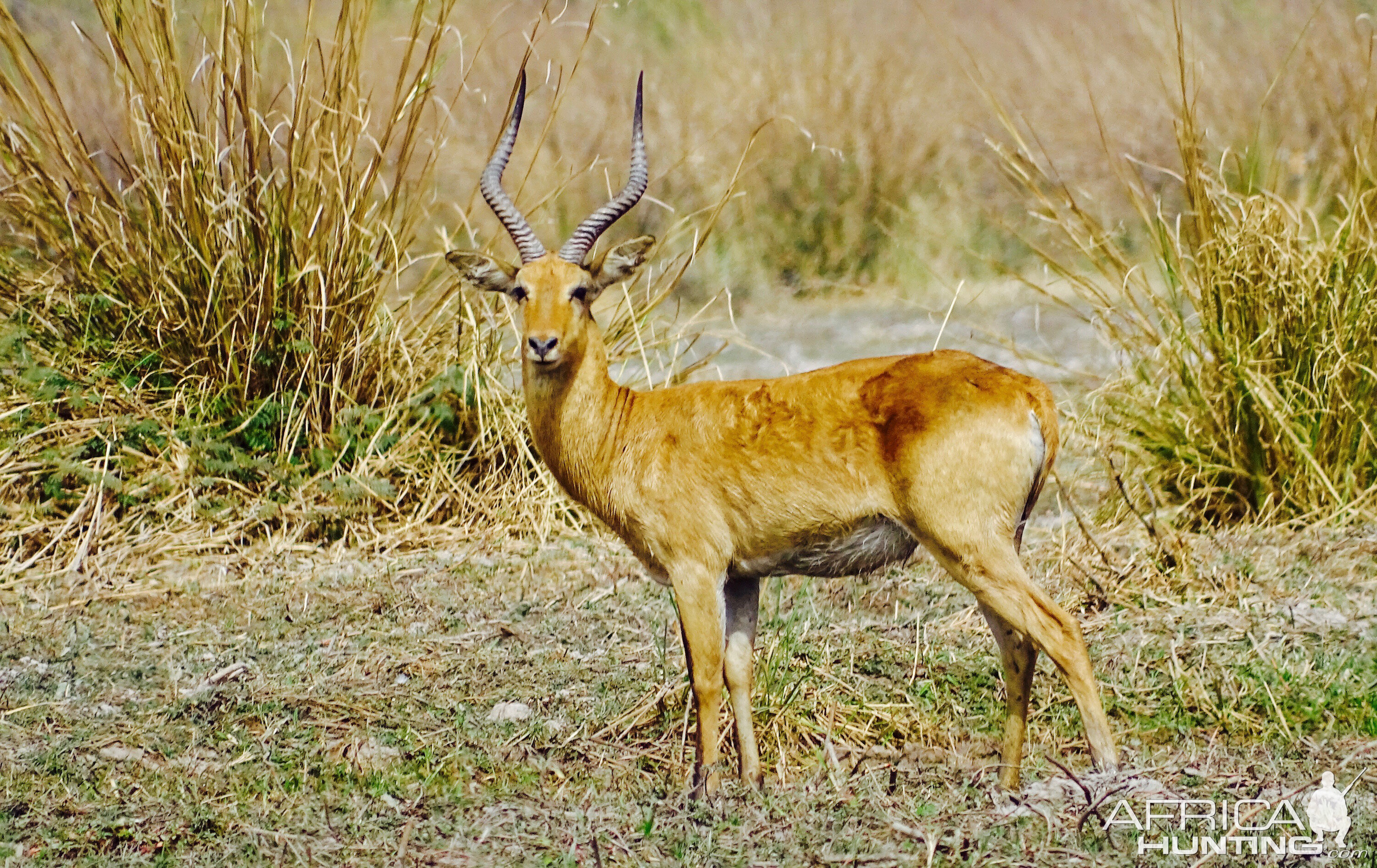 Western Kob Benin