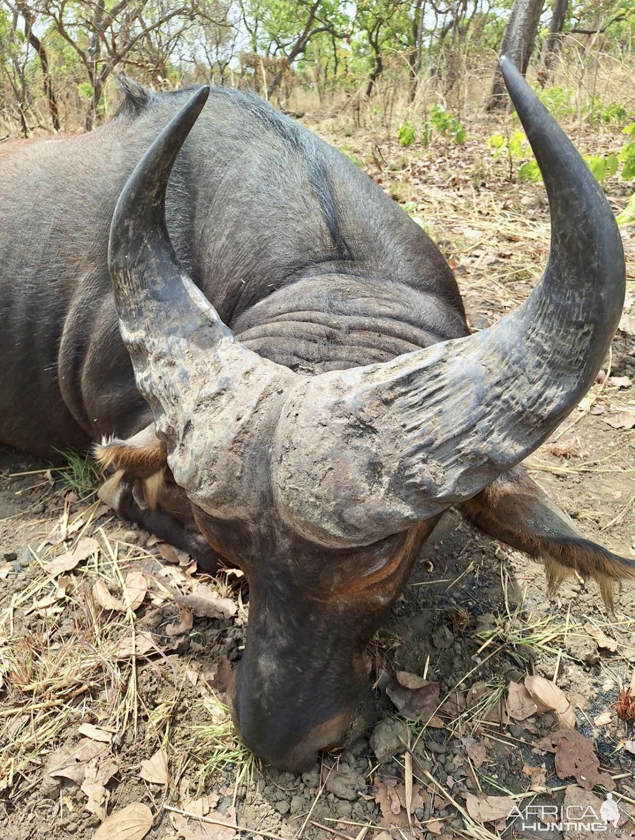 Western Savanna Buffalo Hunt Cameroon