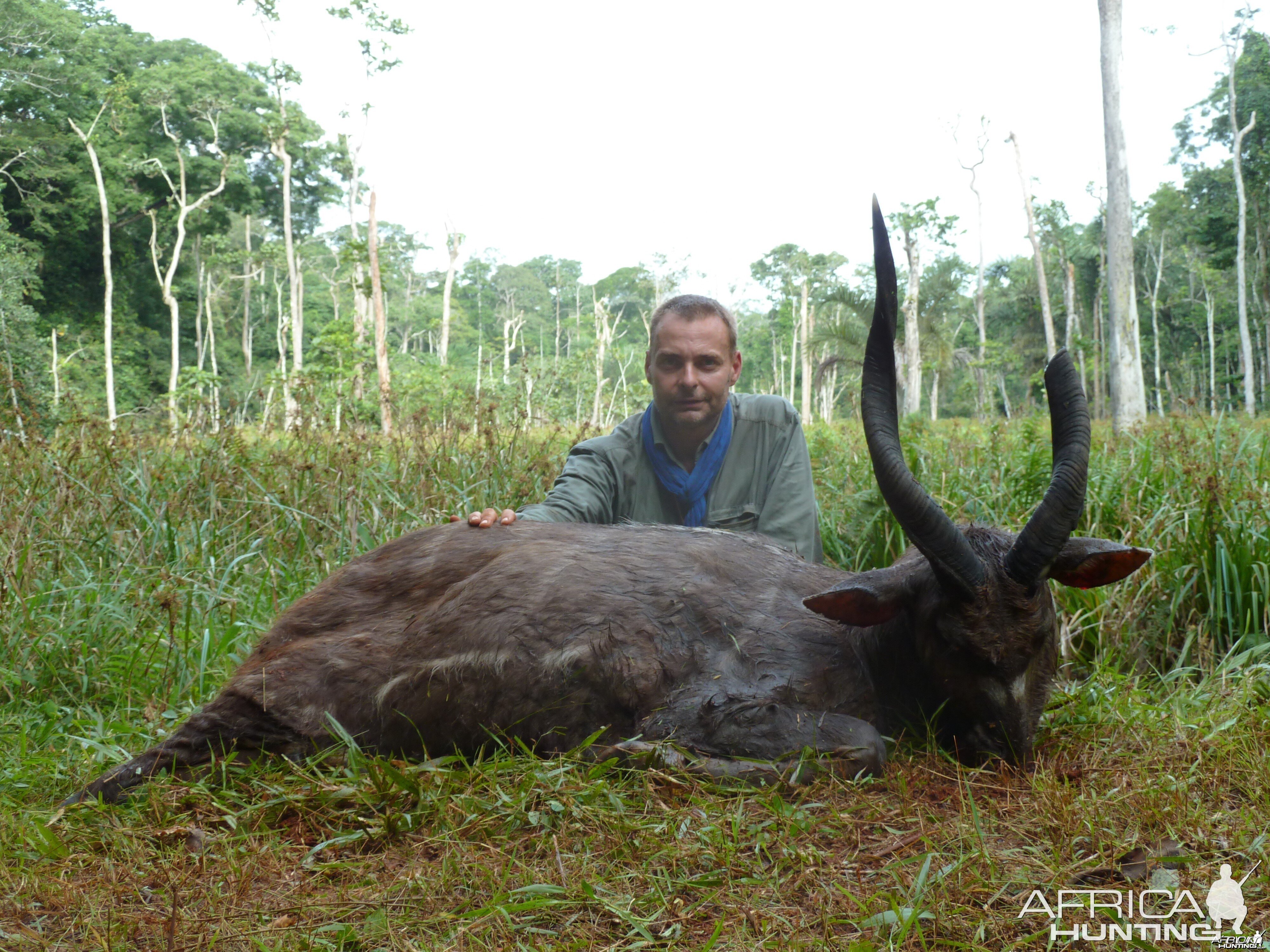 Western Sitatunga hunted in Cameroon with Club Faune