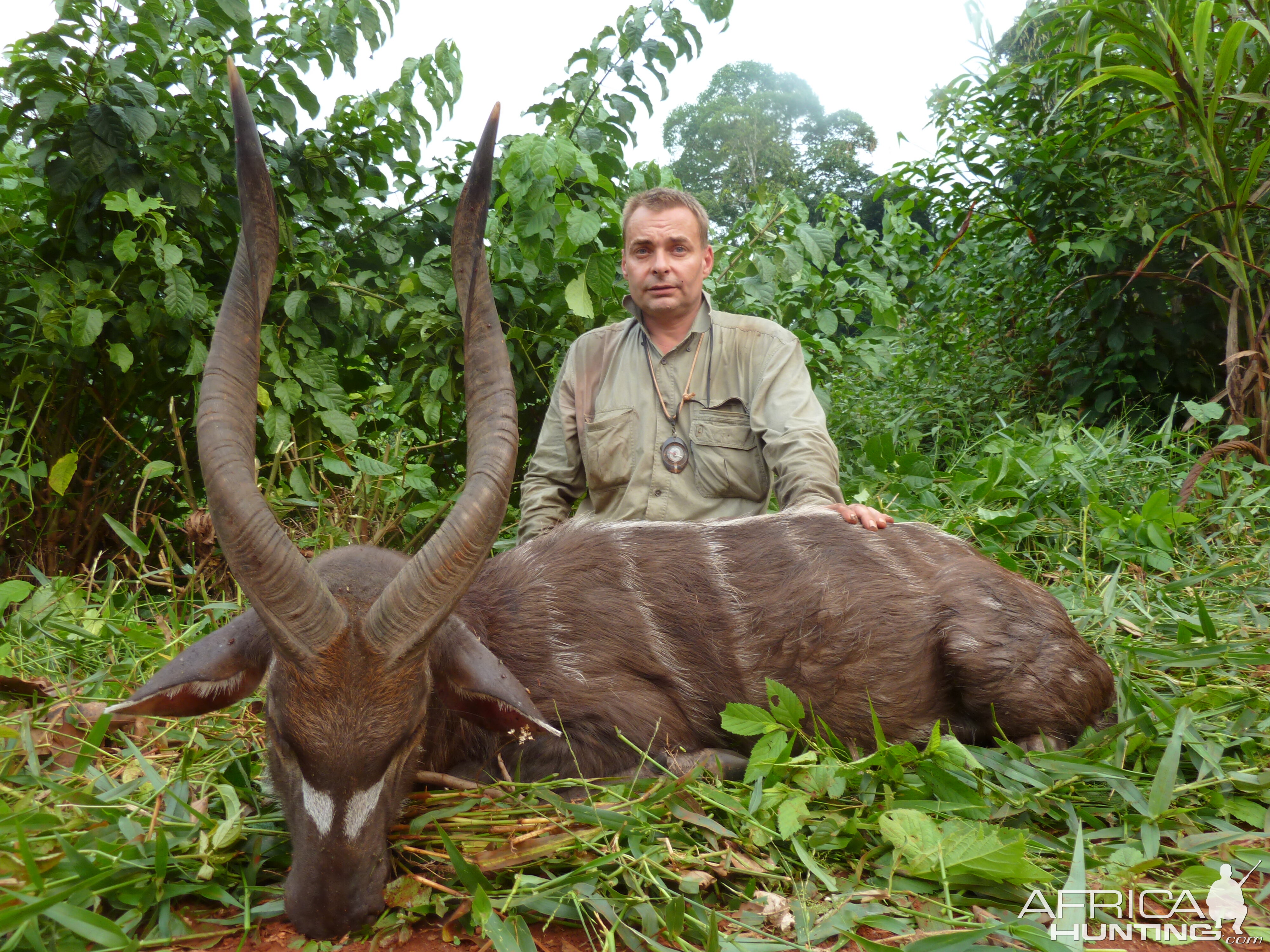 Western Sitatunga hunted in Cameroon with Club Faune