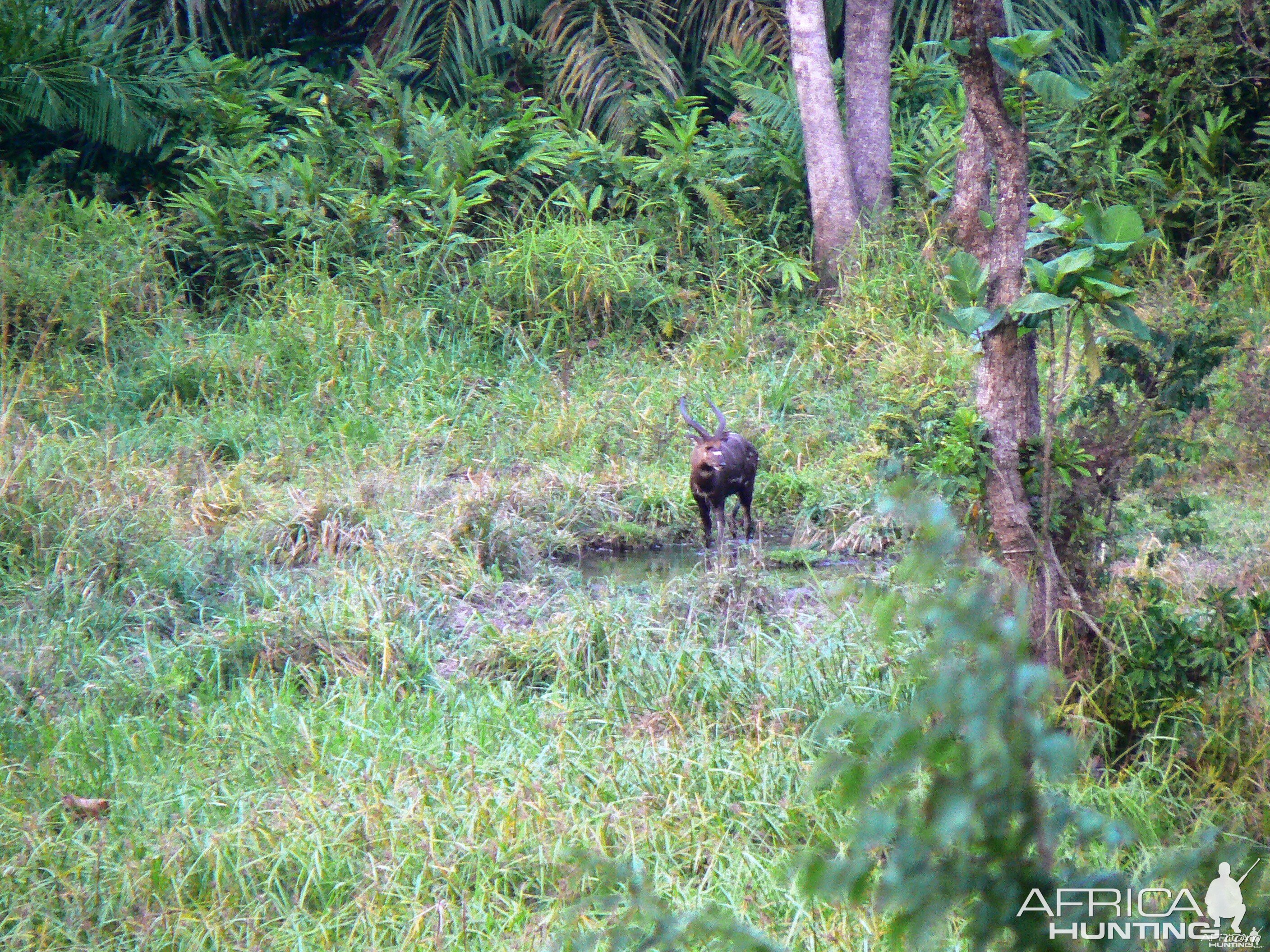 Western Sitatunga in C.A.R.