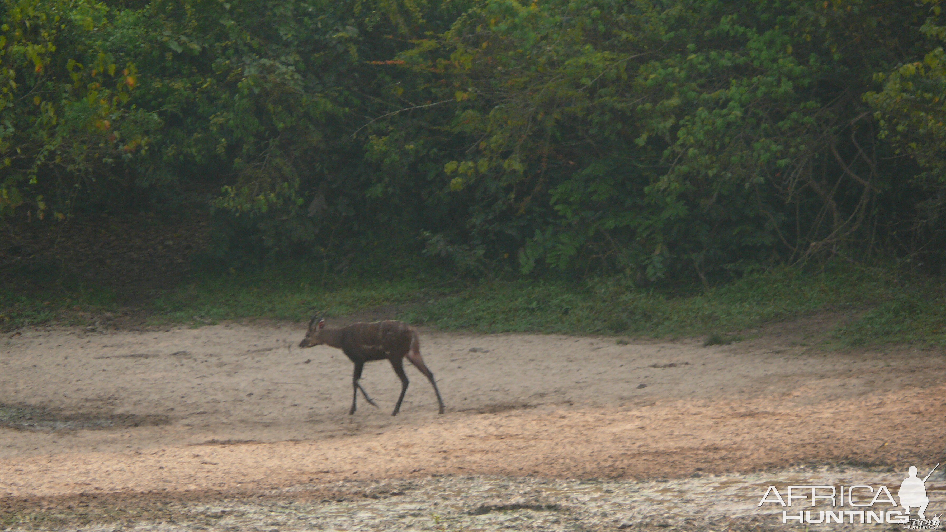 Western Sitatunga in C.A.R.