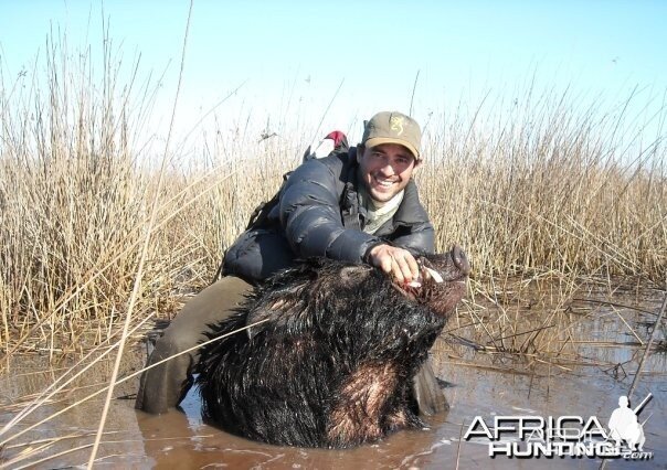 Wet boar