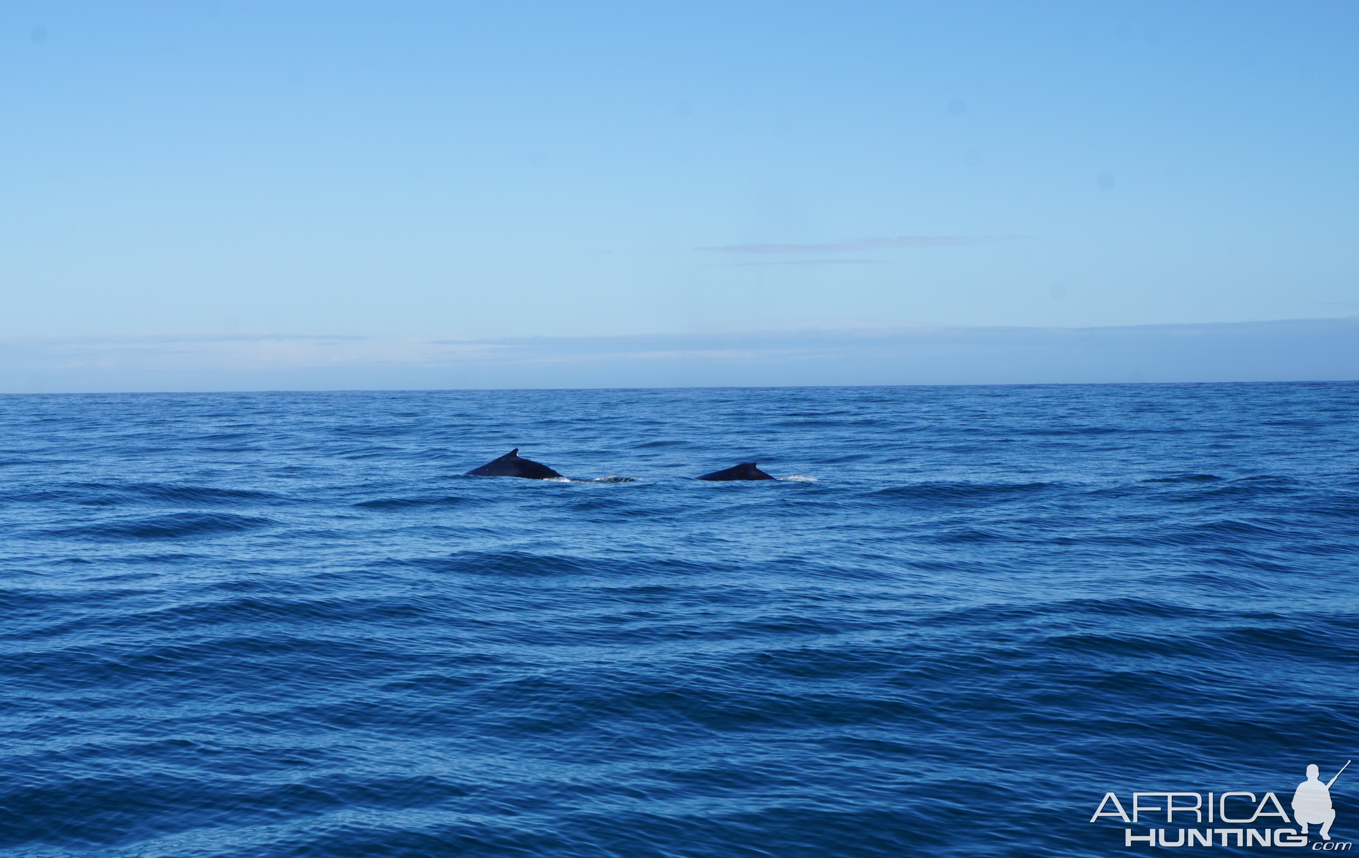 Whale watching at Hermanus South Africa