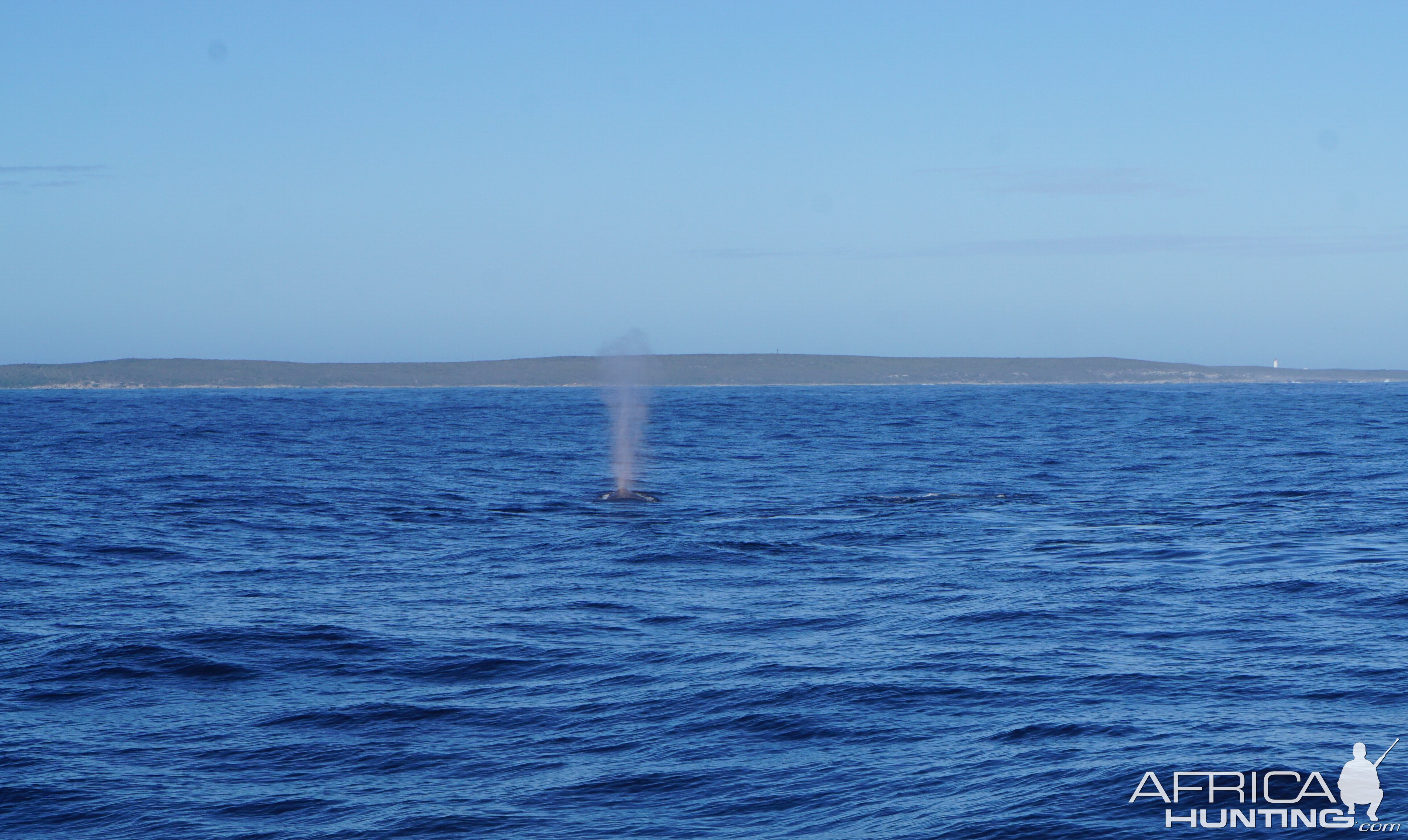 Whale watching at Hermanus South Africa