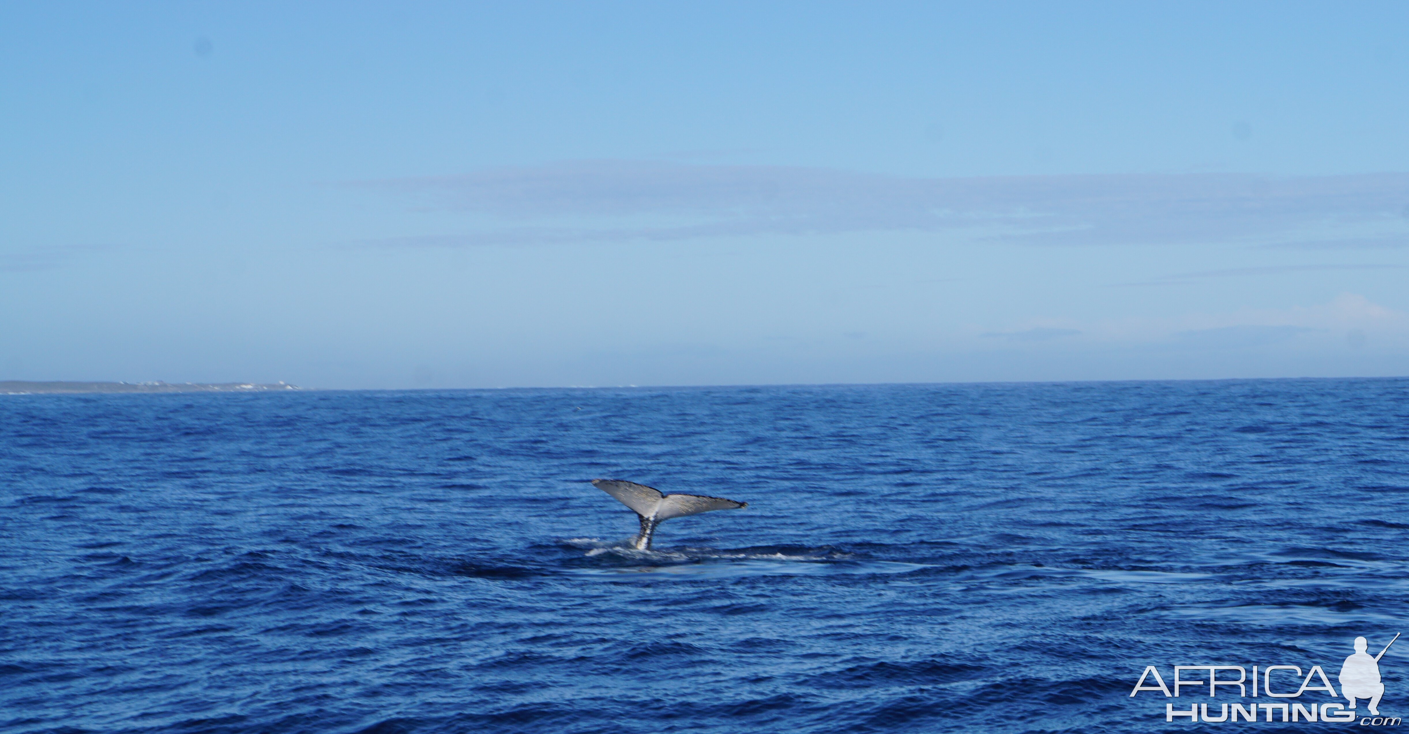 Whale watching at Hermanus South Africa