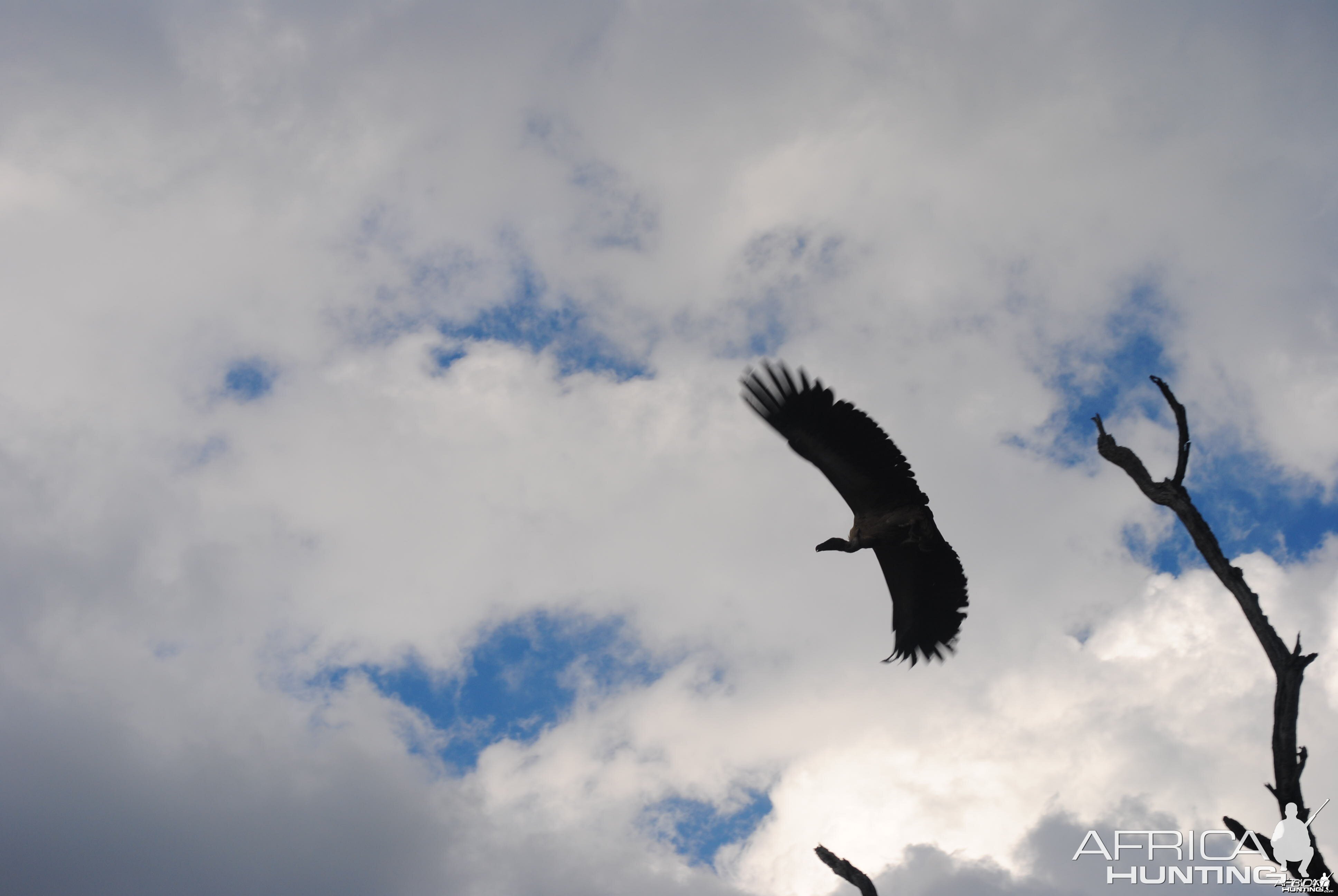 White backed vulture