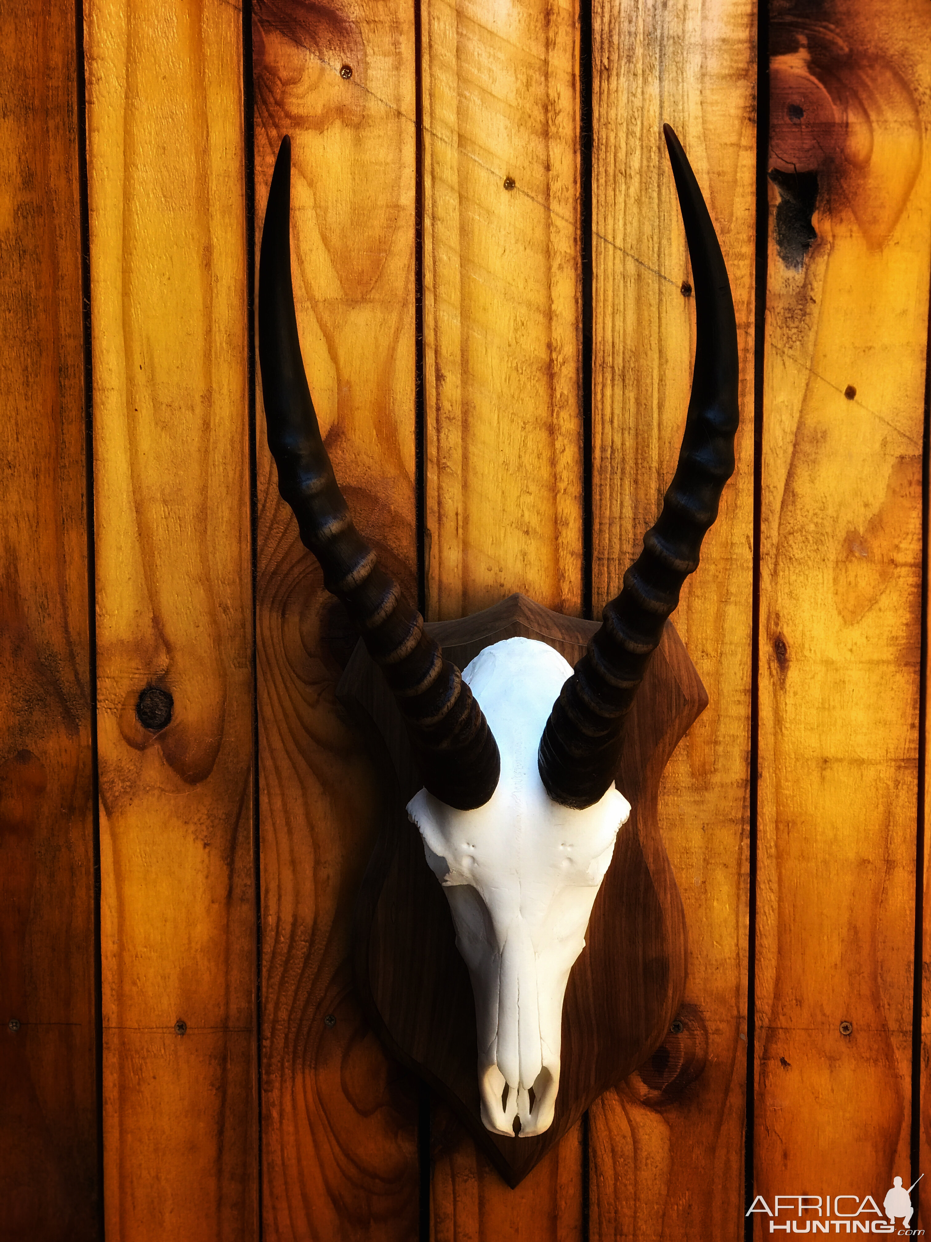 White Blesbok European Skull Mount Taxidermy