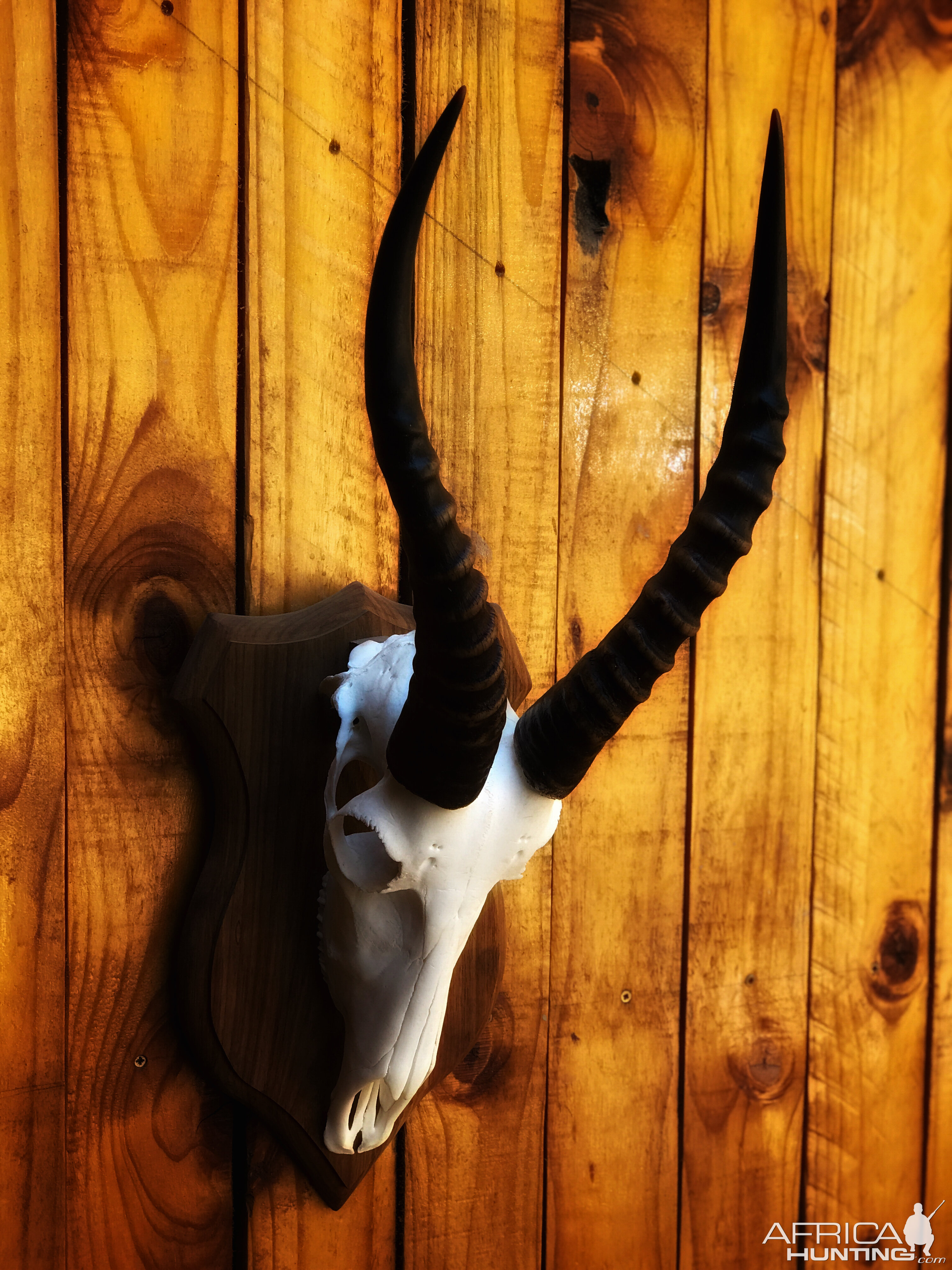 White Blesbok European Skull Mount Taxidermy