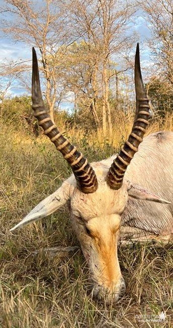 White Blesbok Hunt Limpopo South Africa