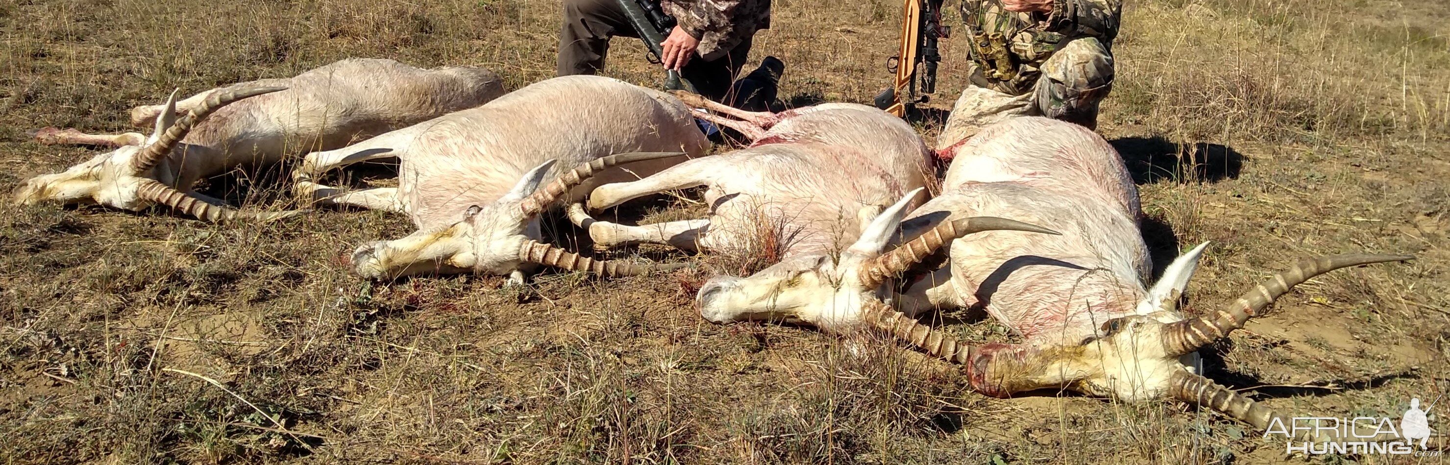 White Blesbok Hunt South Africa