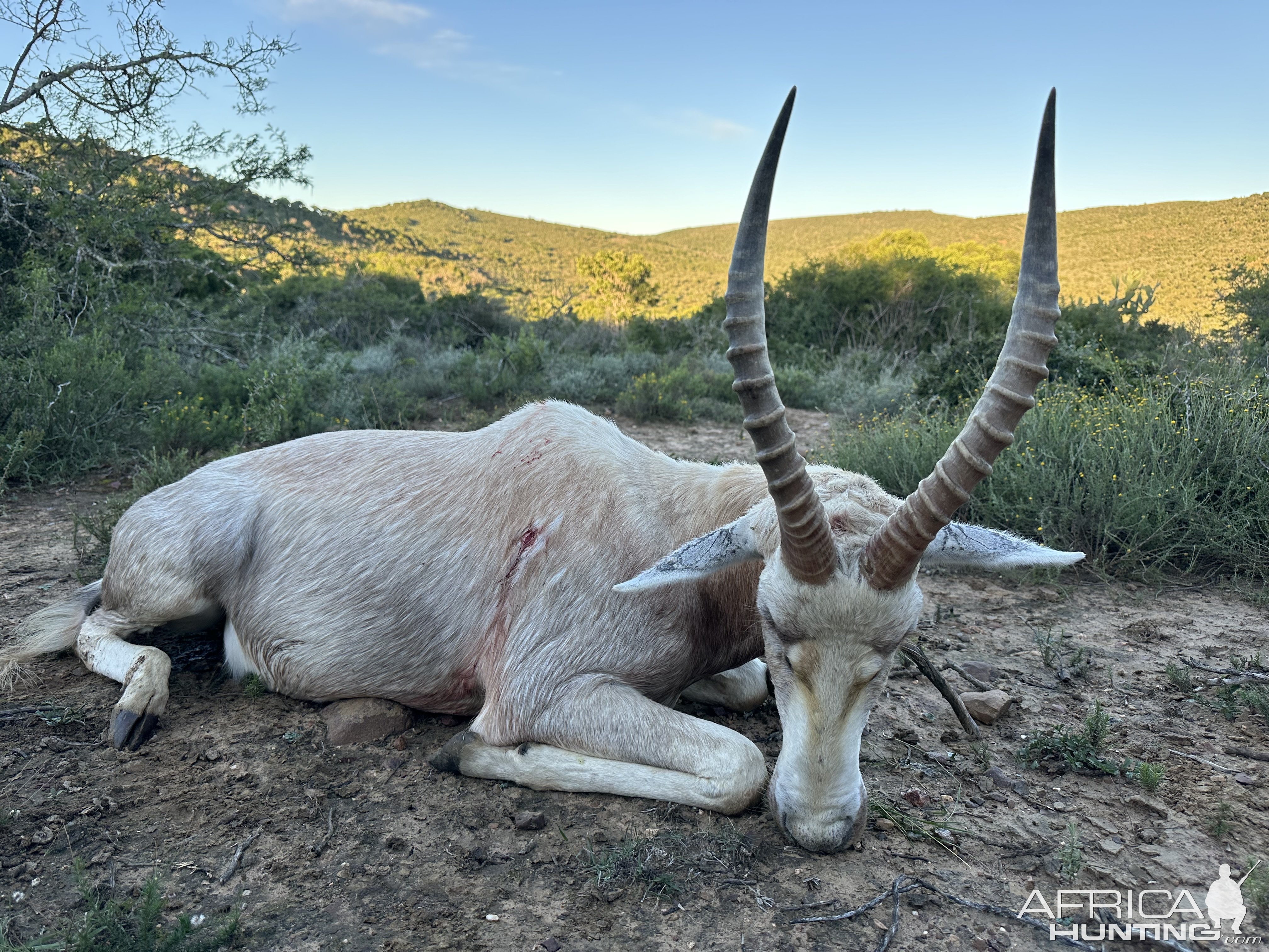 White Blesbok Hunt South Africa