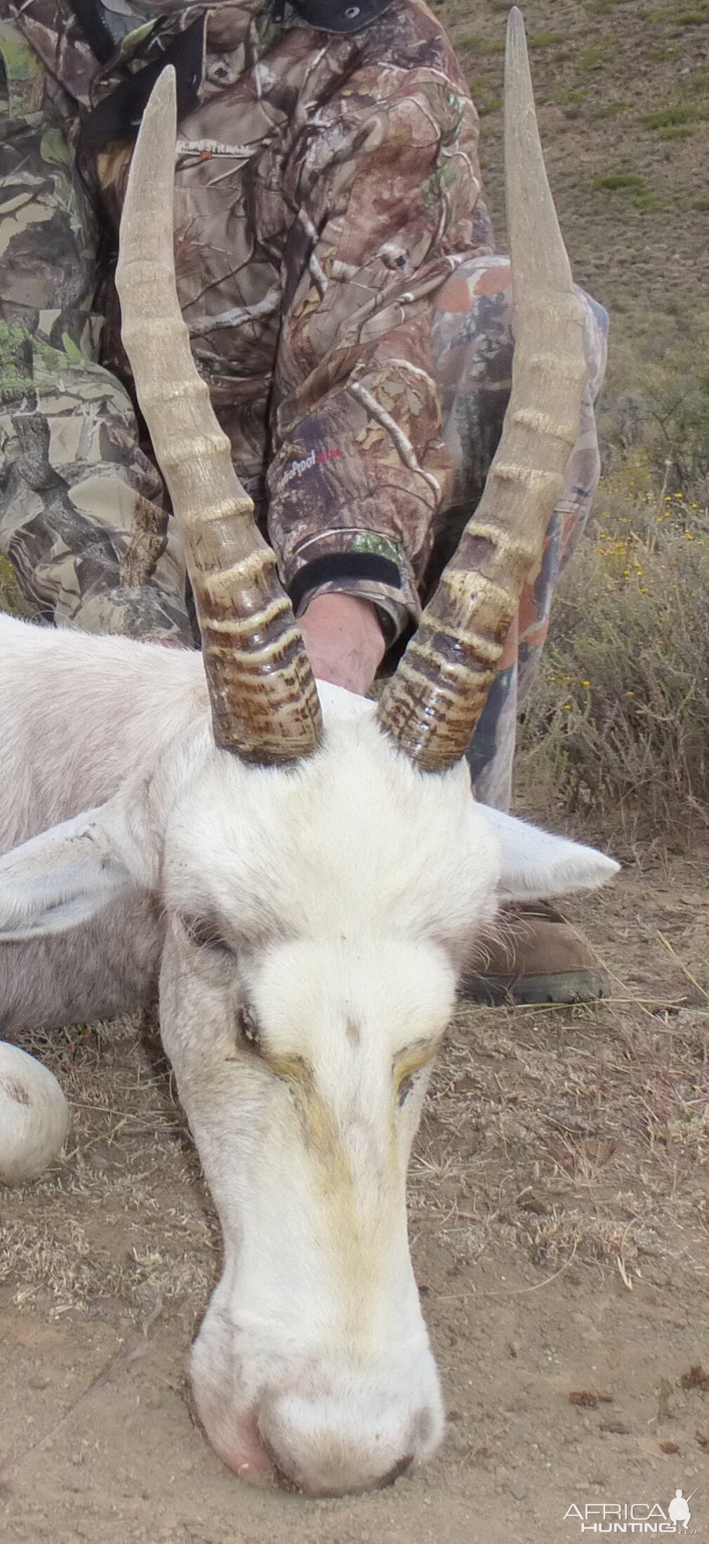 White Blesbok Hunt