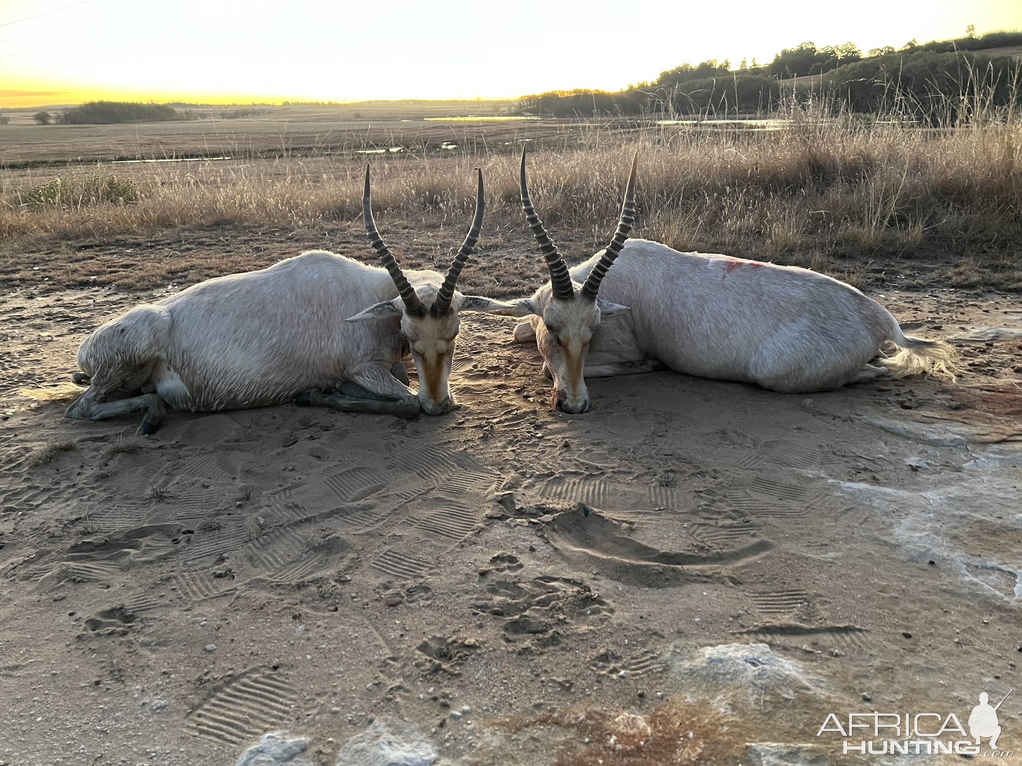 White Blesbok Hunting Mpumalanga South Africa