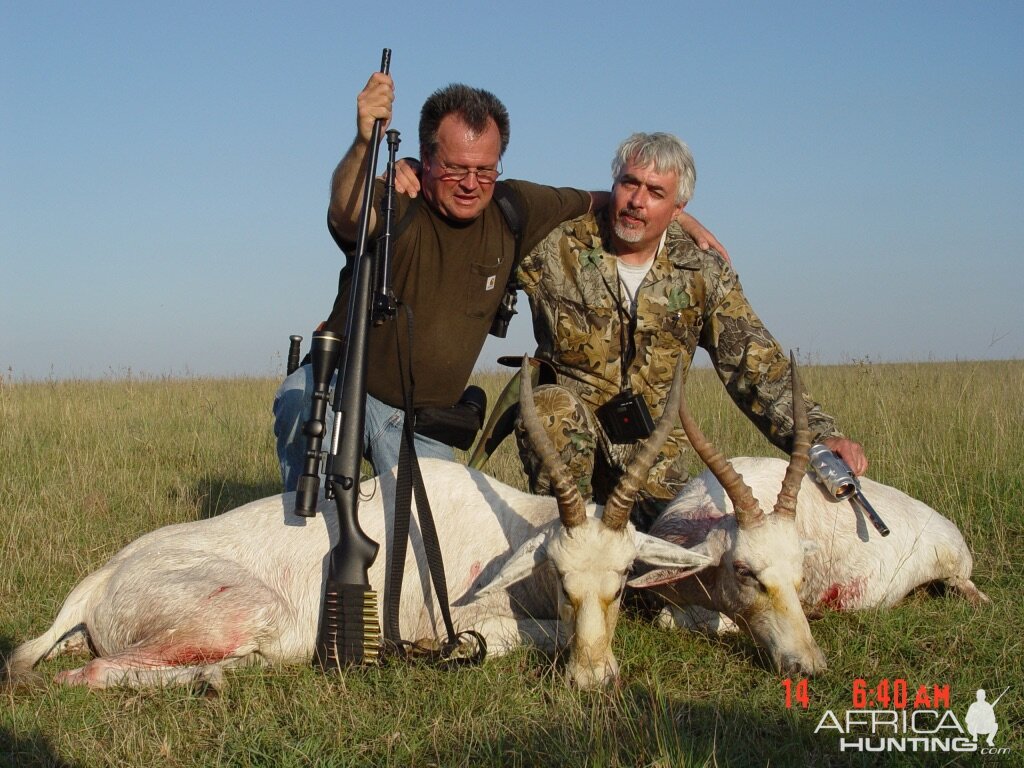 White Blesbok Hunting South Africa