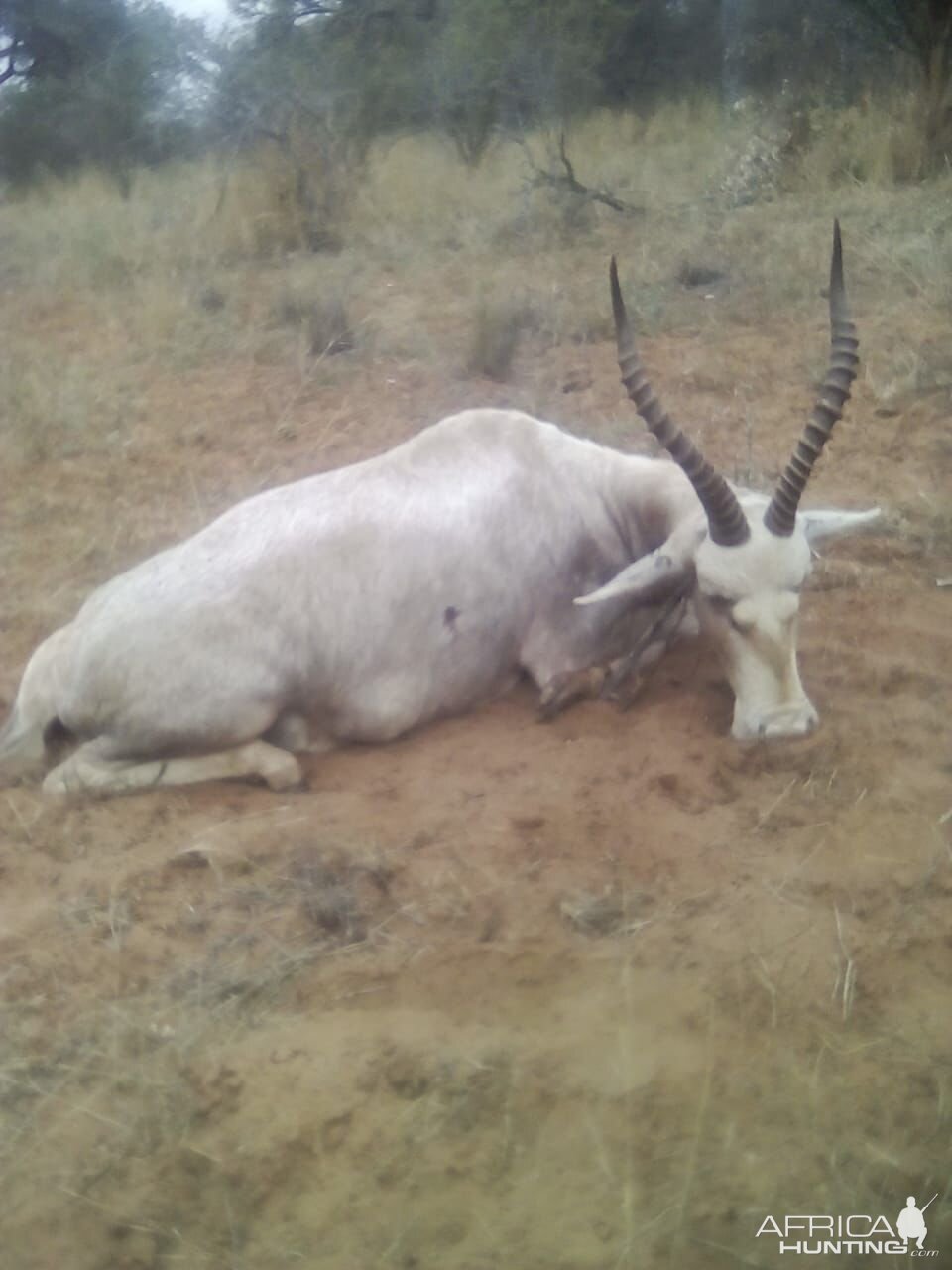 White Blesbok Hunting South Africa