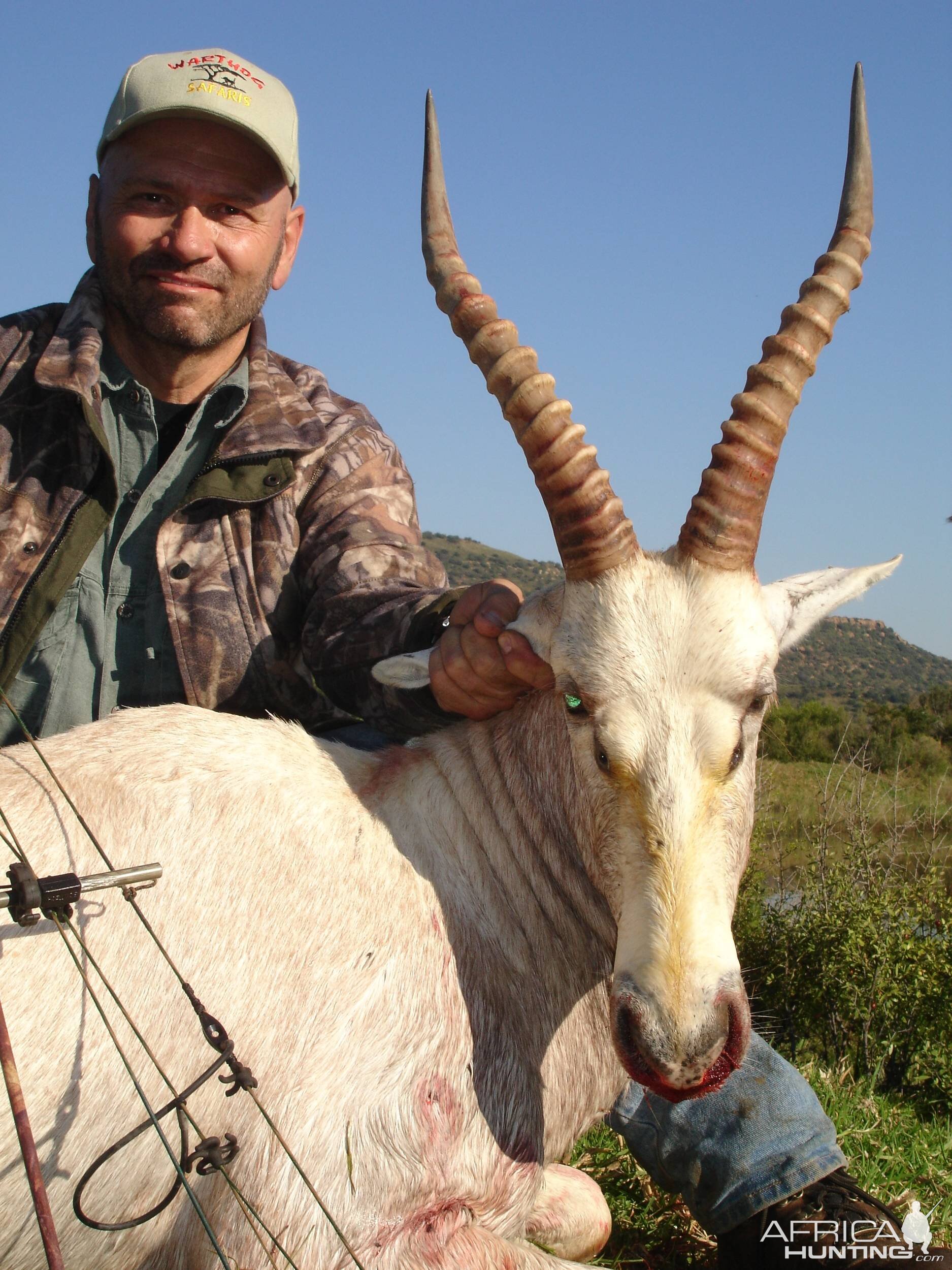 White Blesbok with bow, took with Warthog Safaris