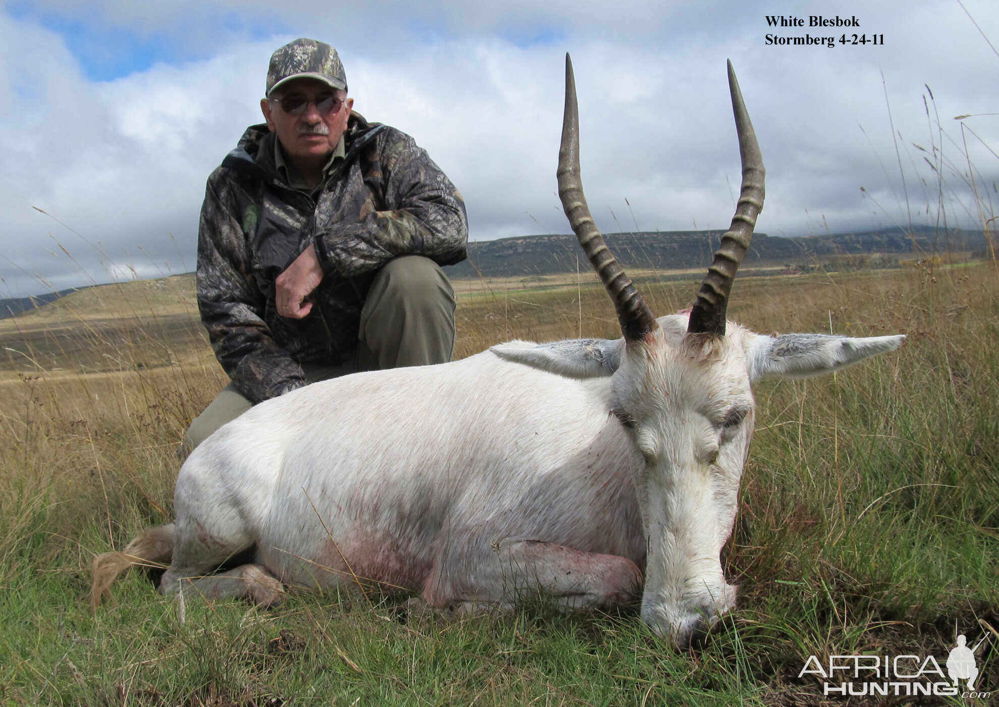 White Blesbok