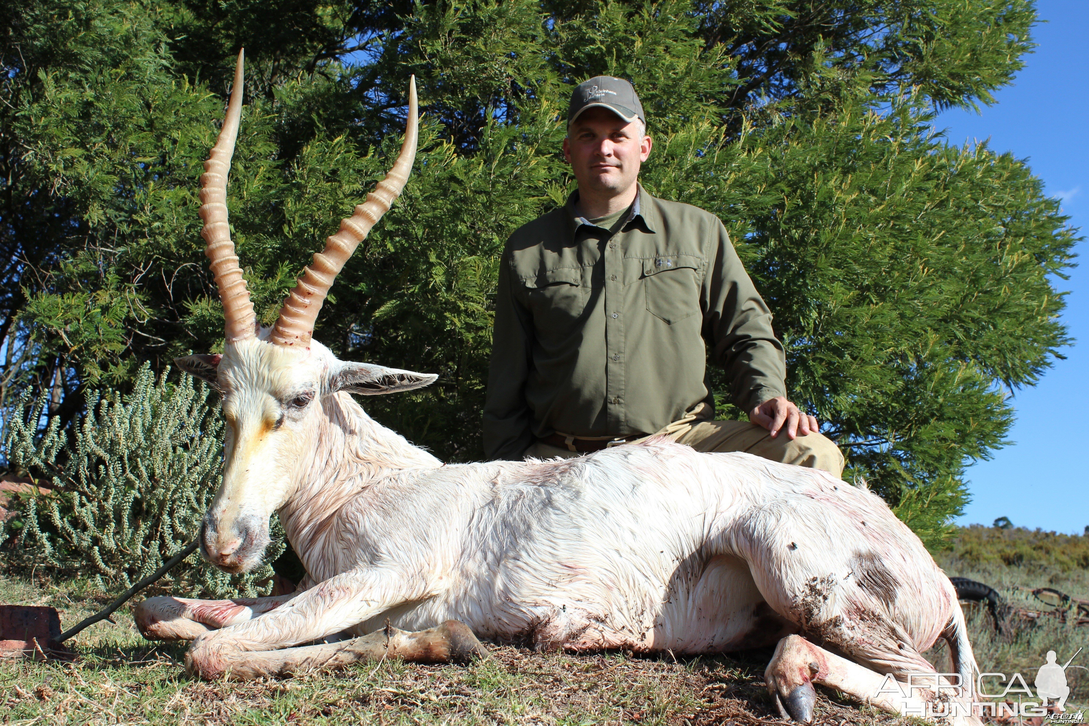 White blesbok