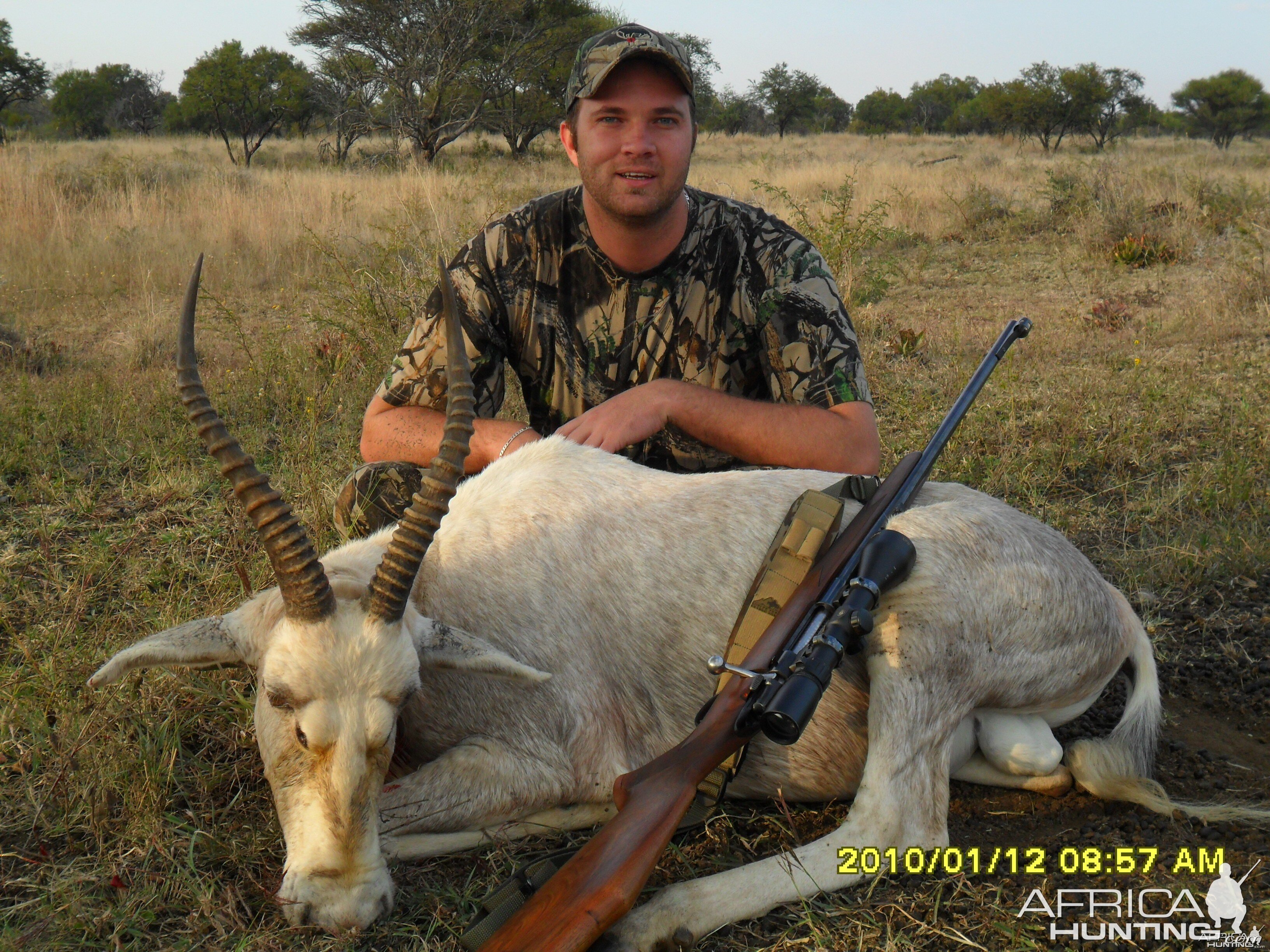 White Blesbok