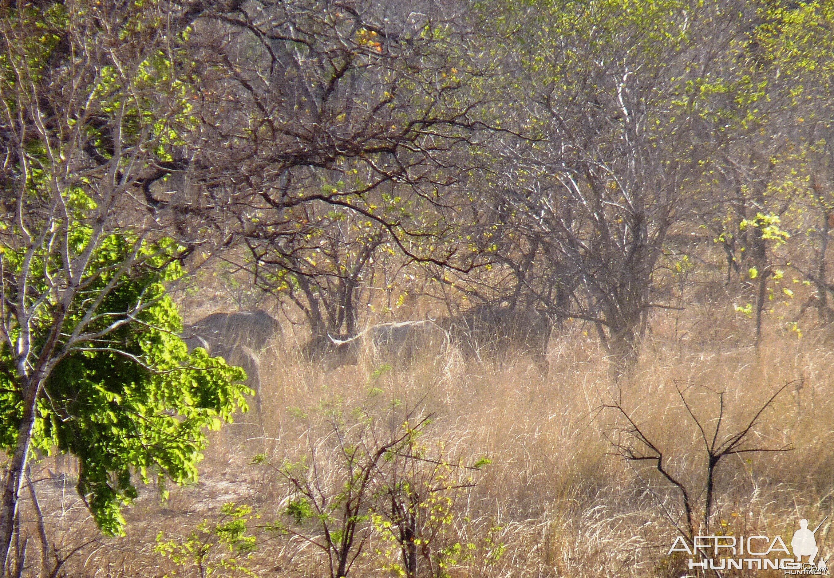 White buffalo cow from Selous