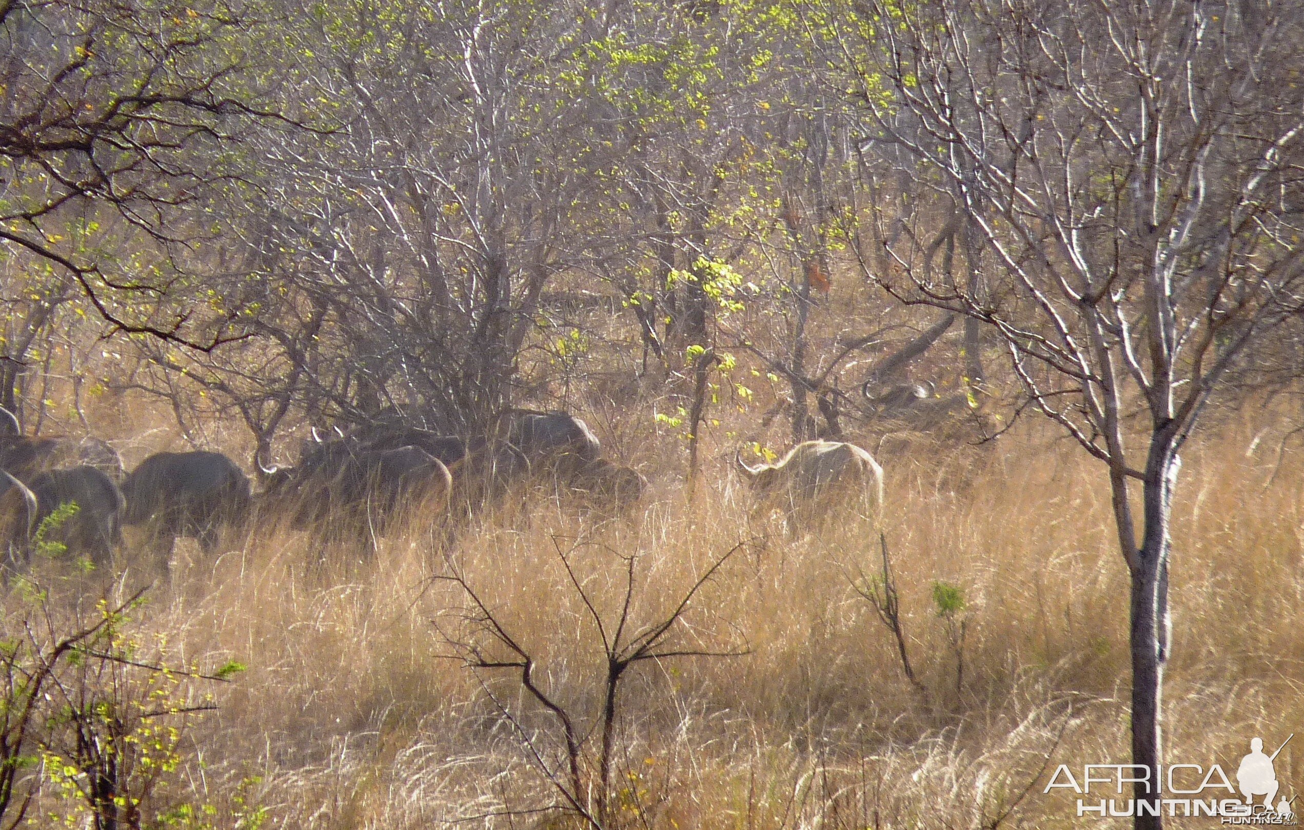 White buffalo cow from Selous