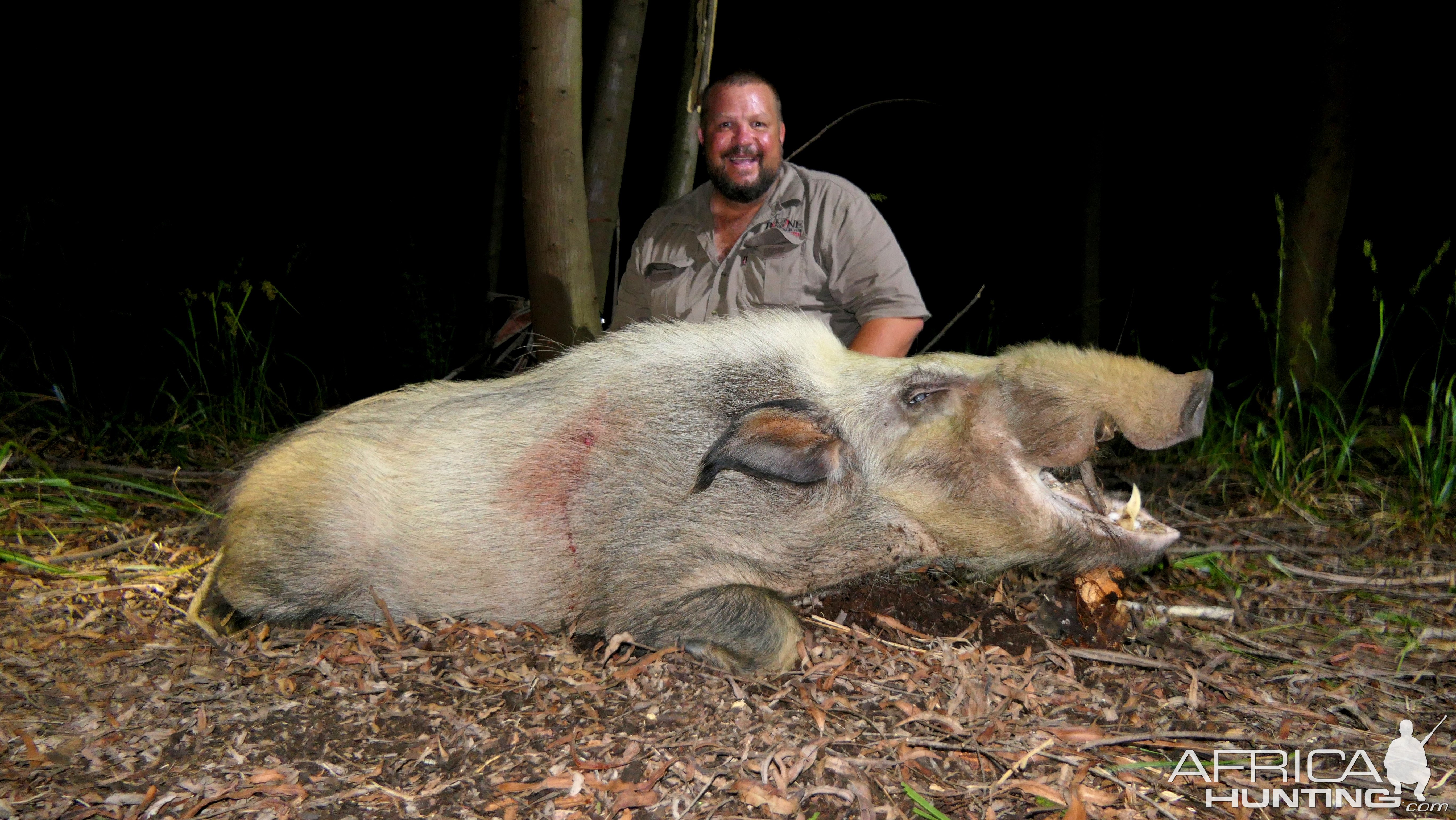 White Bushpig Boar