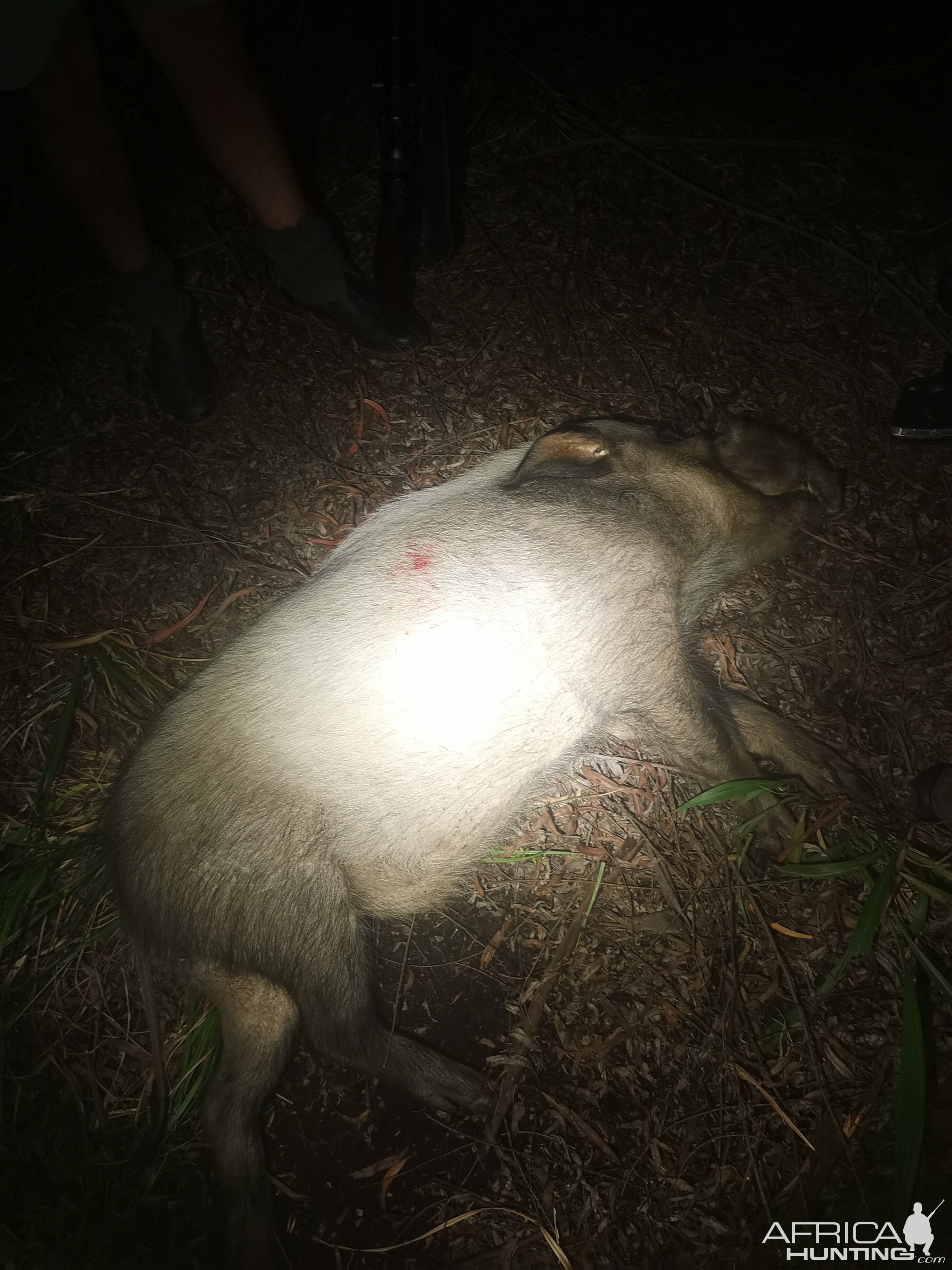 White Bushpig Hunting Kwazulu Natal South Africa