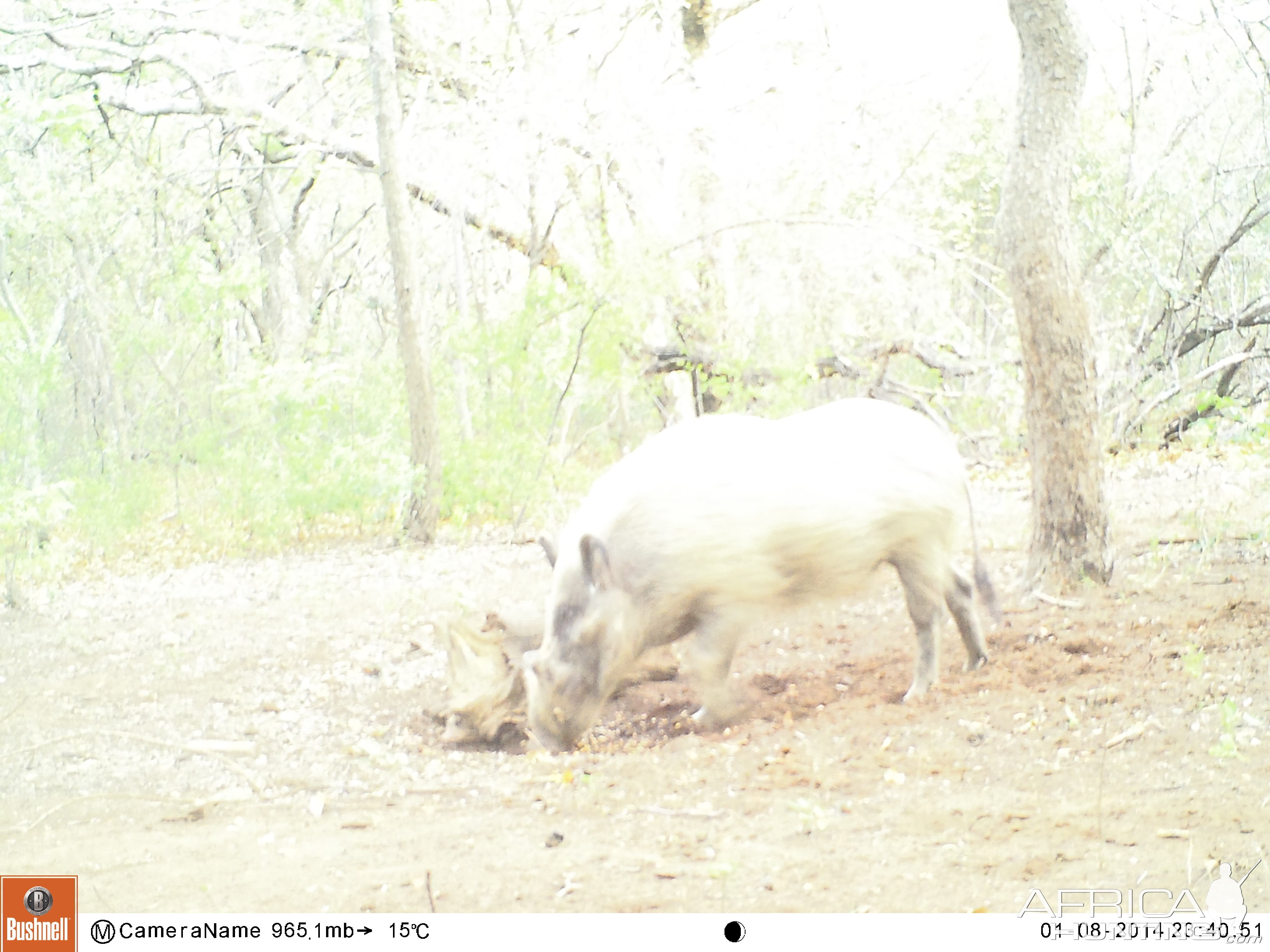 White Bushpig