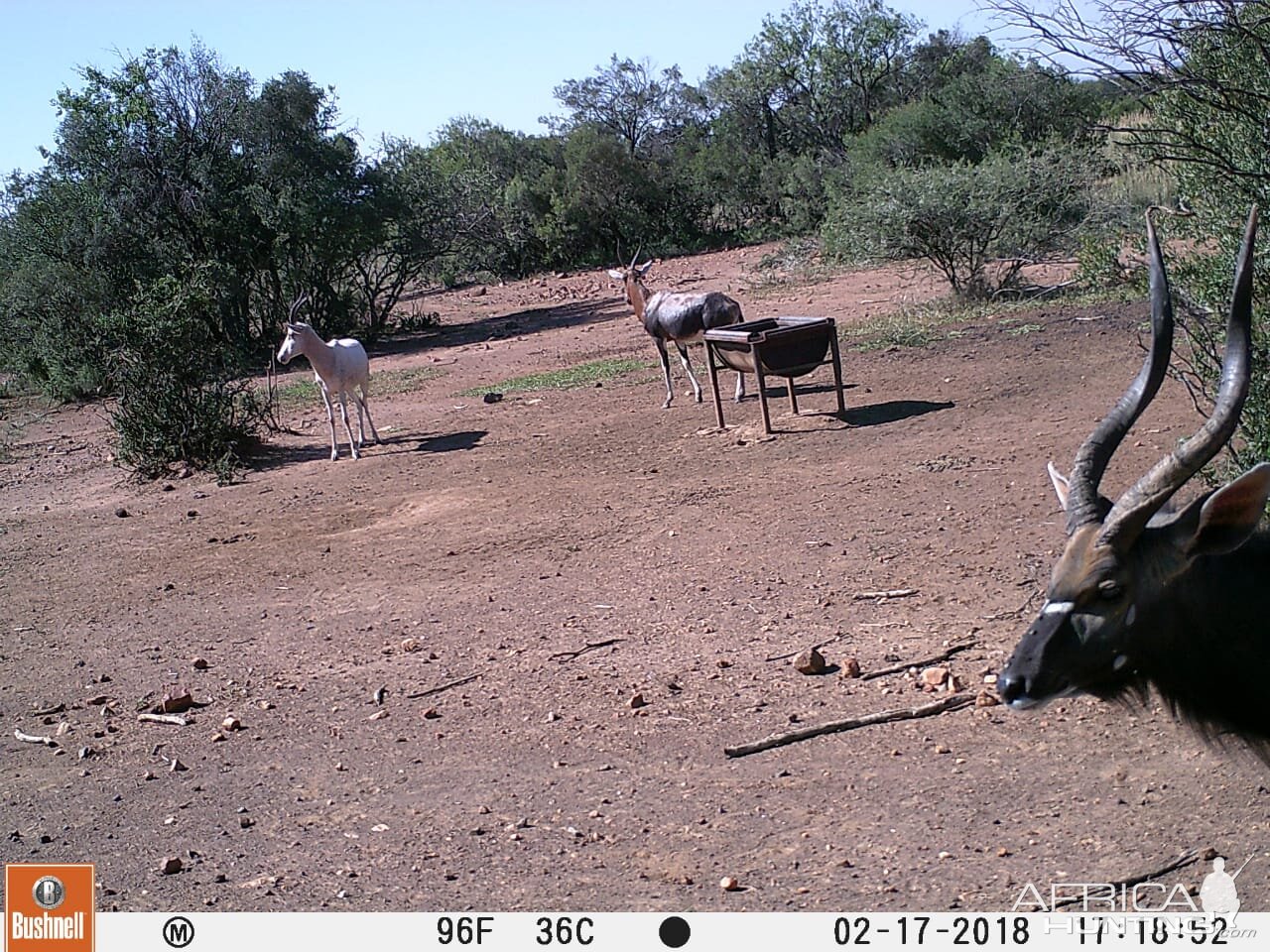 White & Common Blesbok & Nyala Trail Cam Pictures South Africa