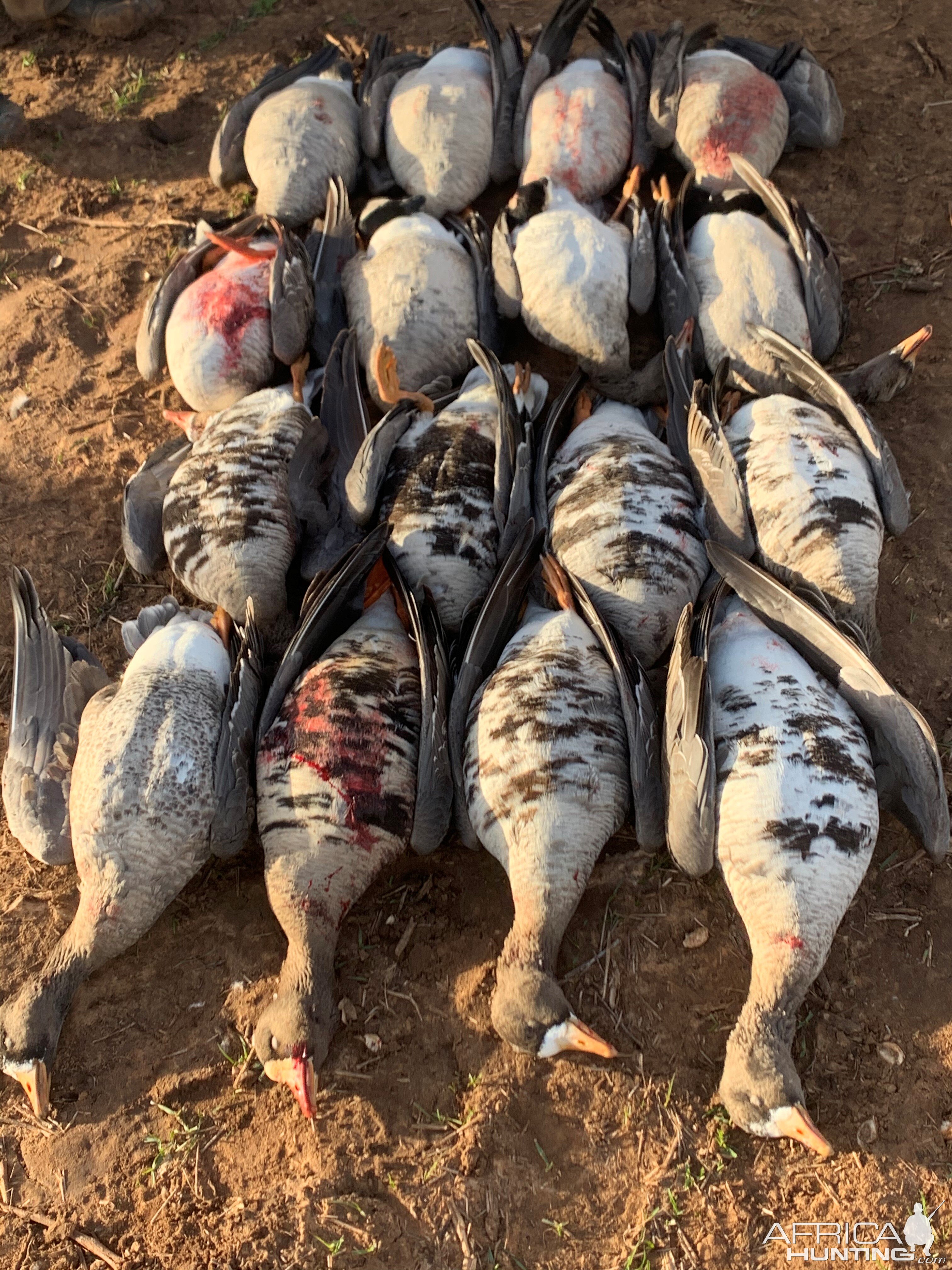 White-fronted Goose