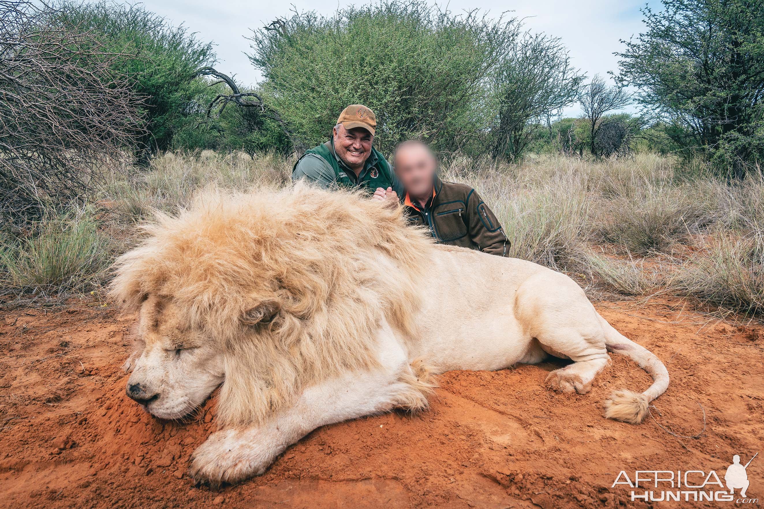 White Lion Hunt South Africa