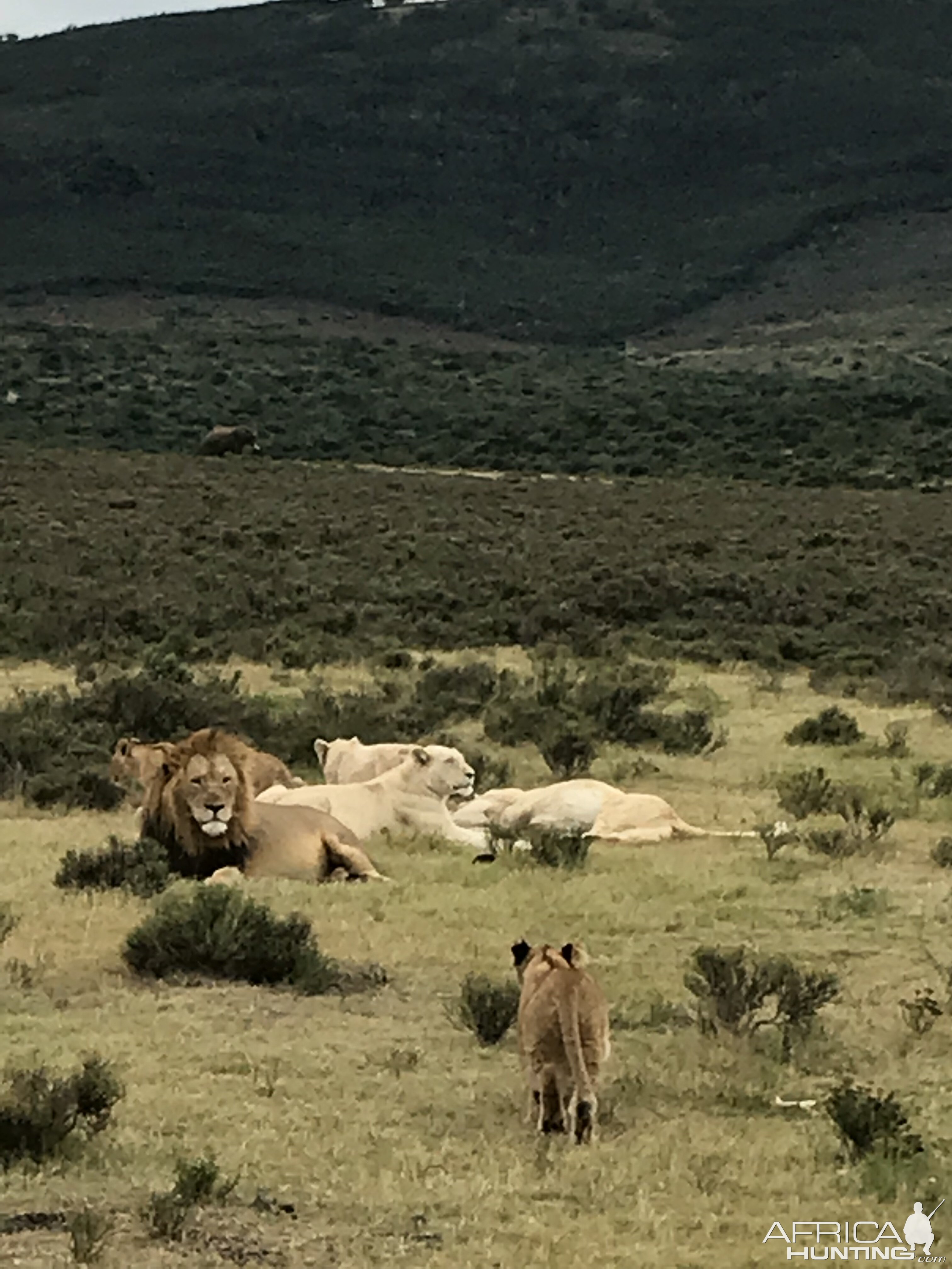 White Lion pride South Africa