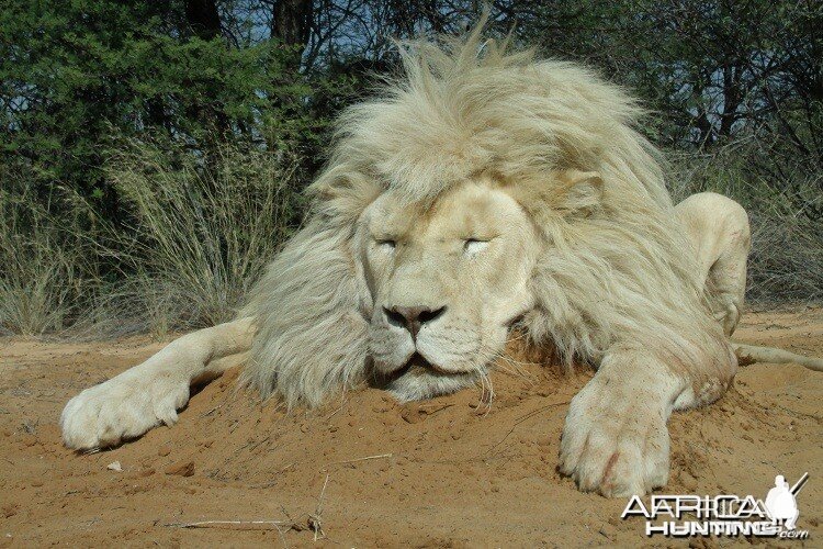 White Lion South Africa