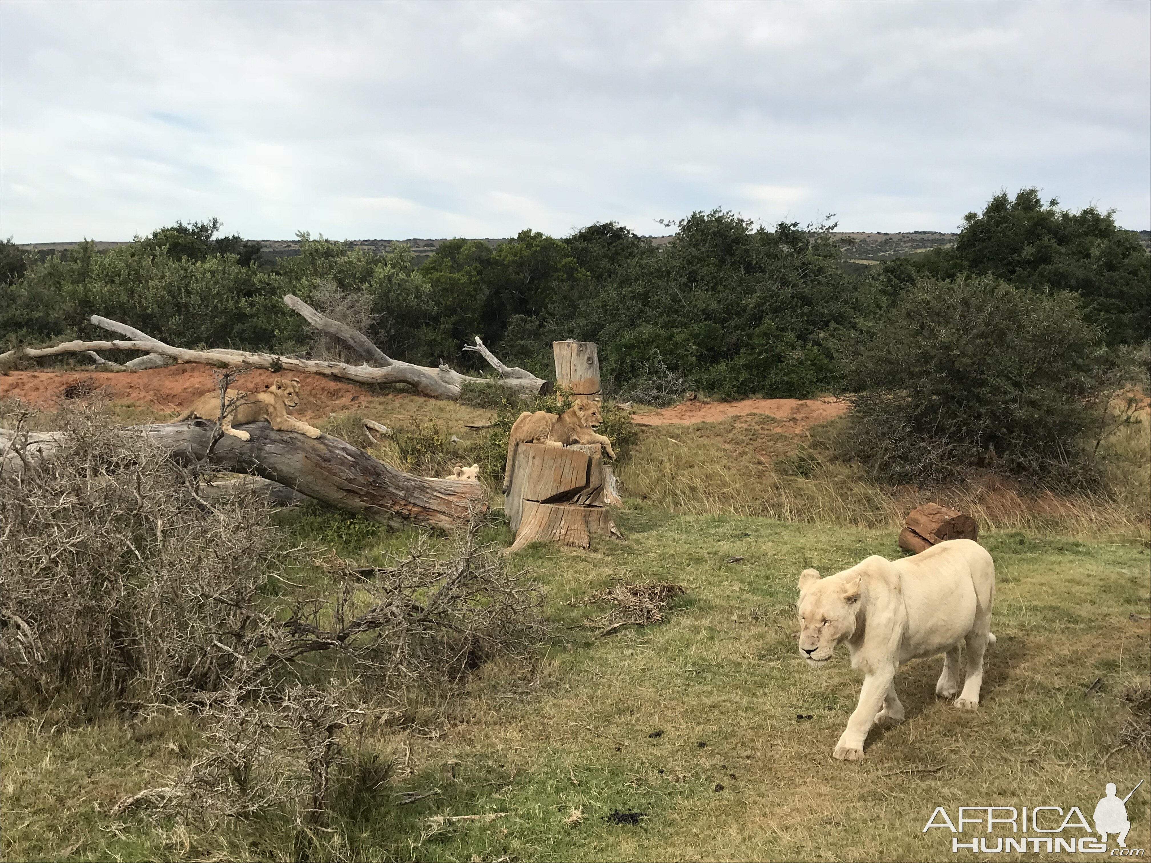 White Lion South Africa