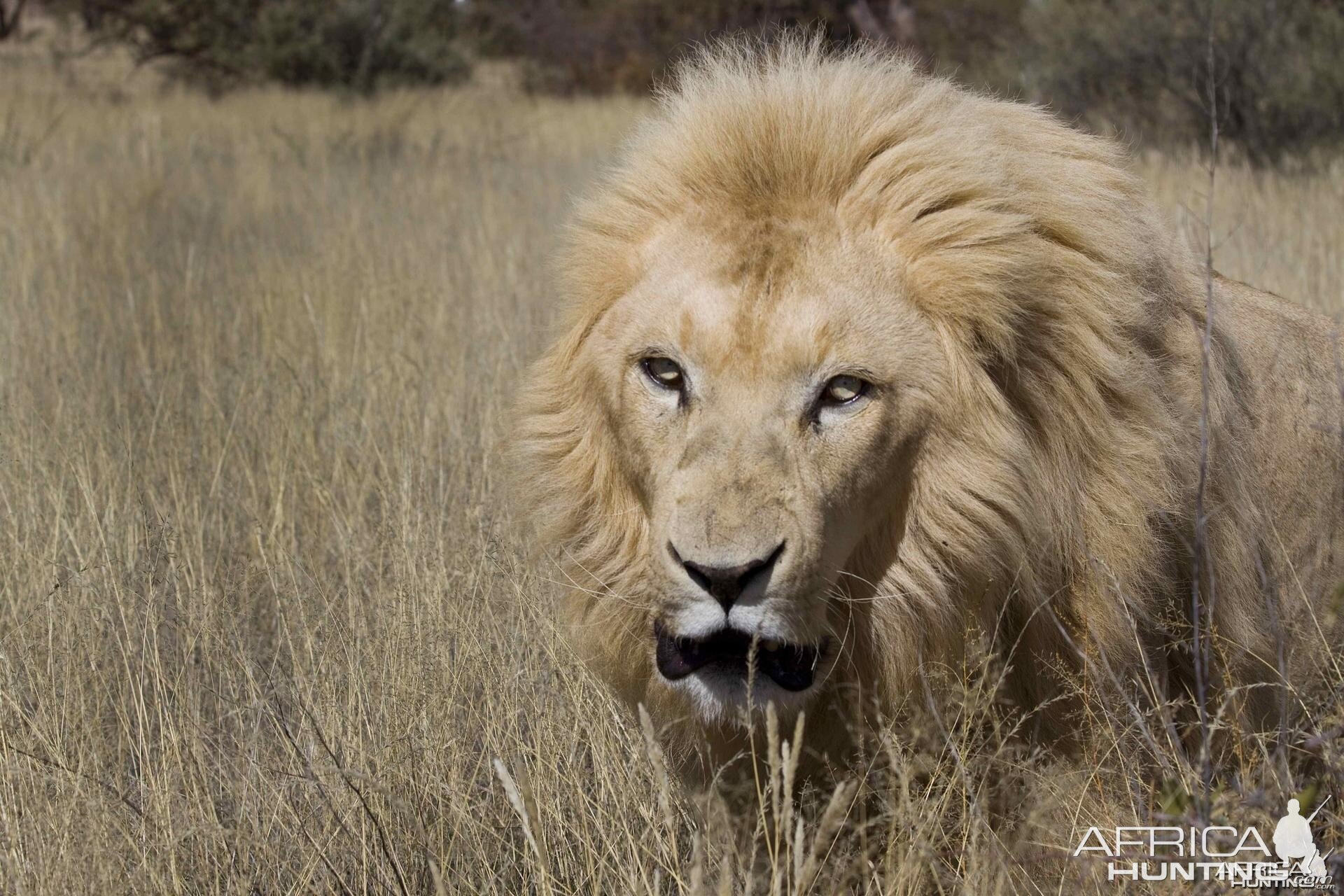 White Lion