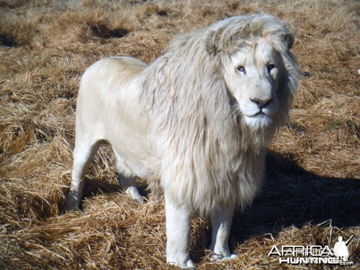 white-lion