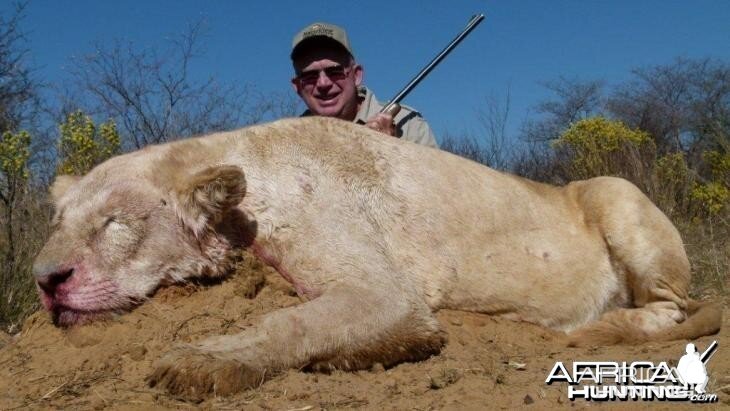 White Lioness hunted with Hartzview Hunting Safaris